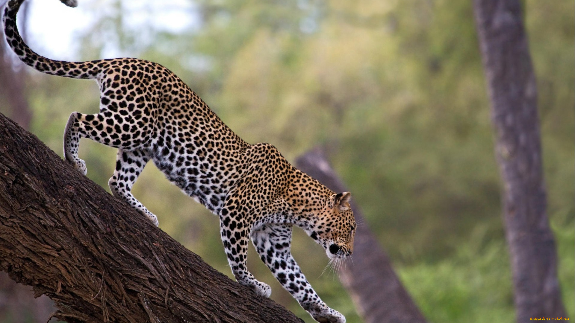 african, leopard, samburu, national, reserve, kenya, животные, леопарды