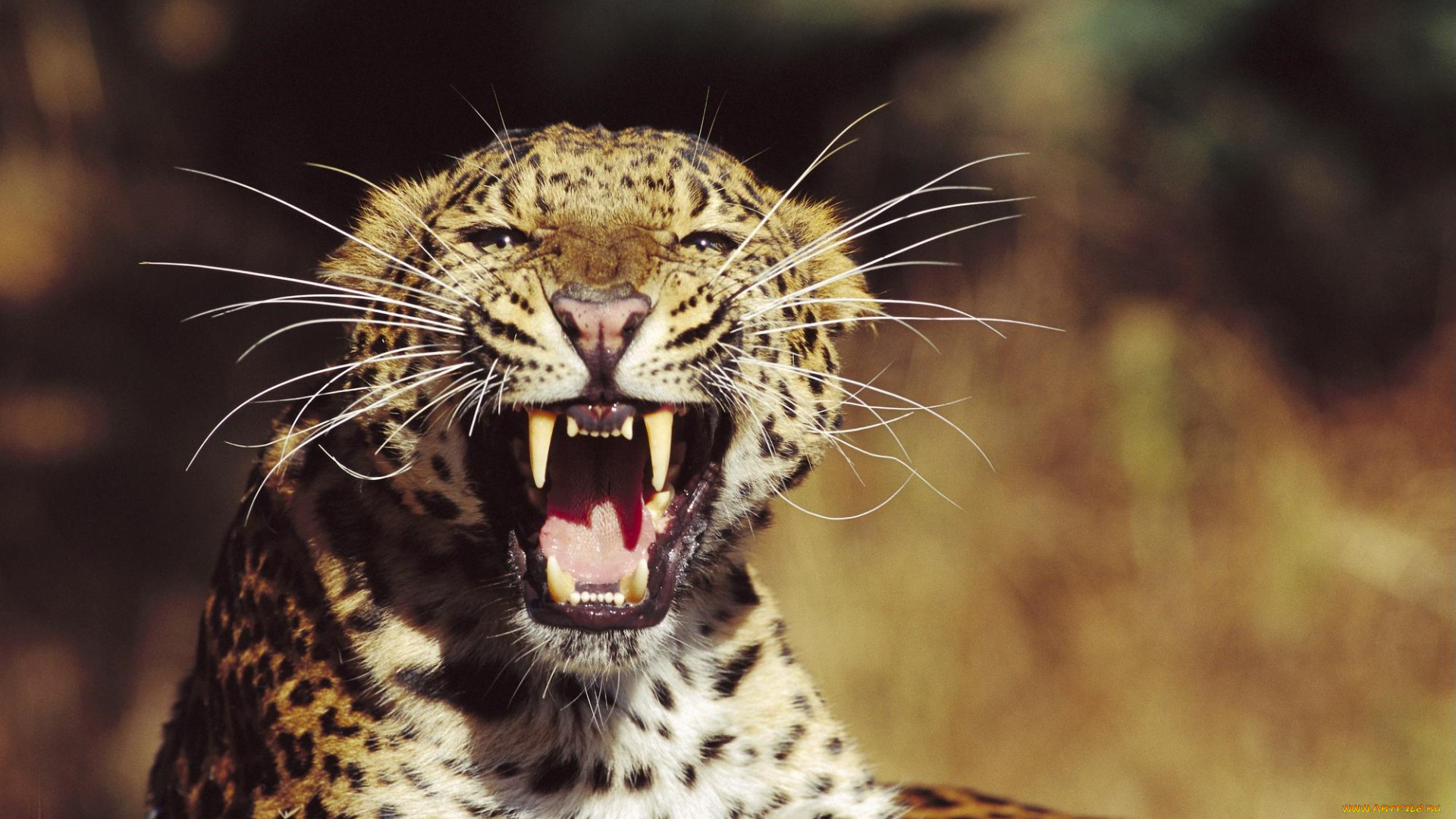 fangs, amur, leopard, животные, леопарды