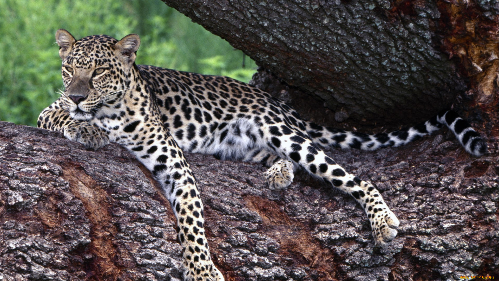 lounging, leopard, животные, леопарды