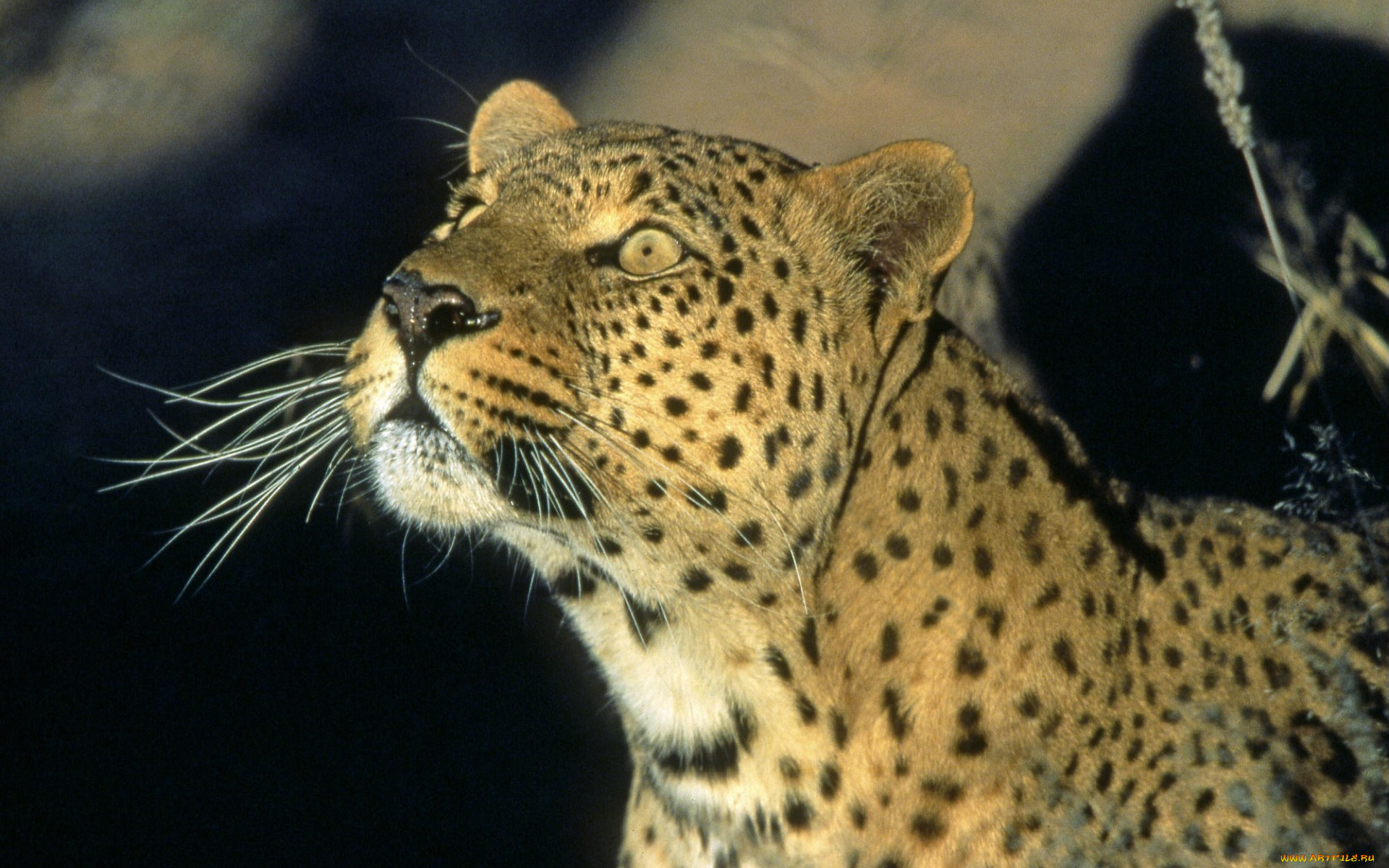 leopard, namibia, africa, животные, леопарды