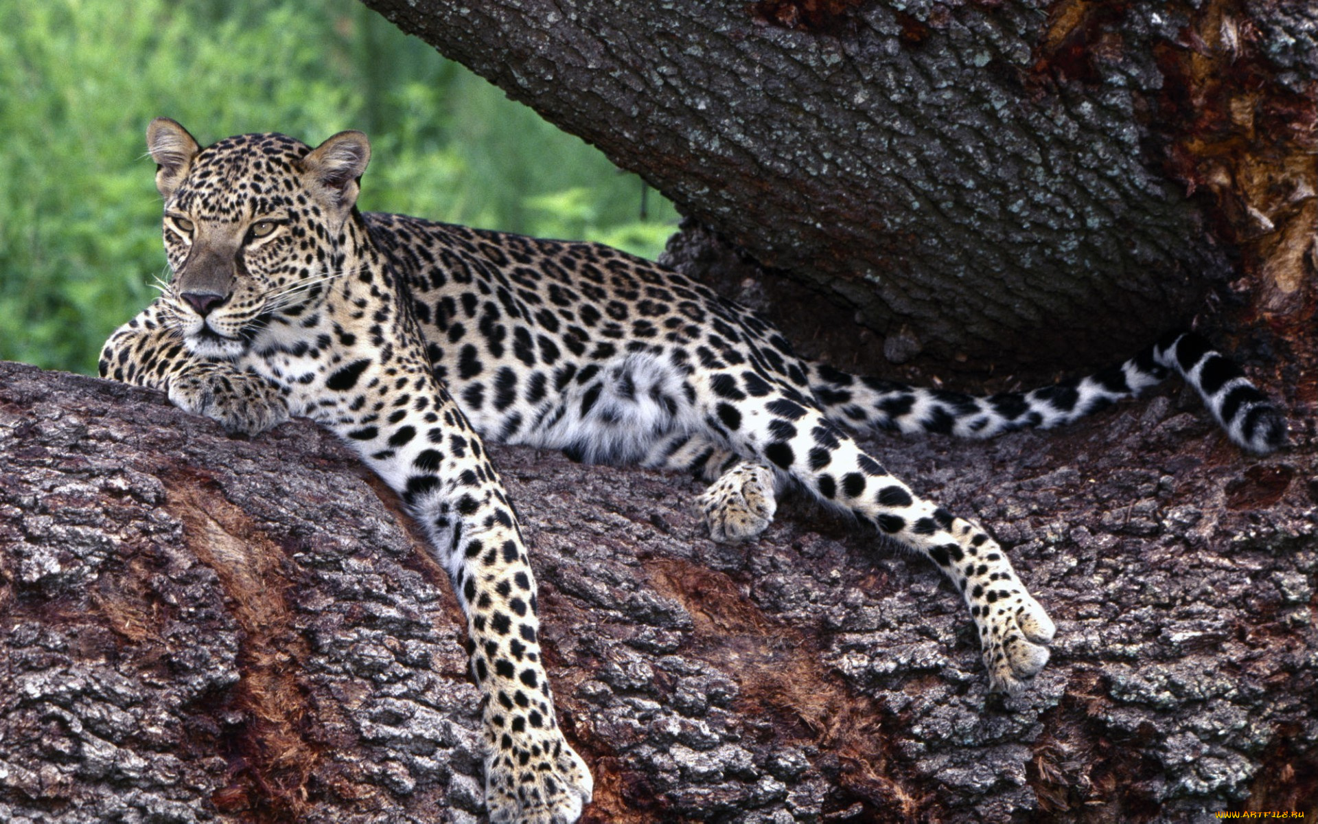 lounging, leopard, животные, леопарды