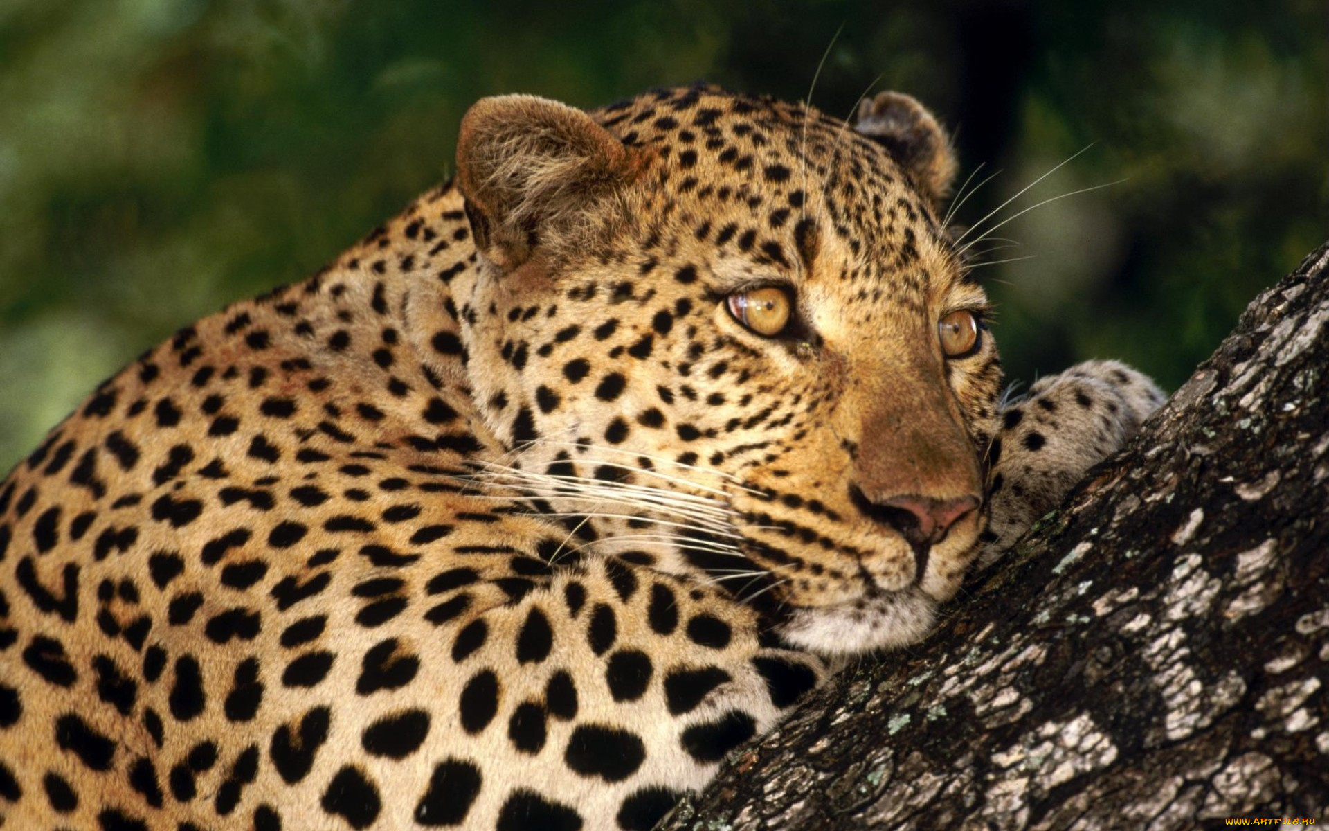 male, leopard, sabi, private, game, reserve, south, africa, животные, леопарды