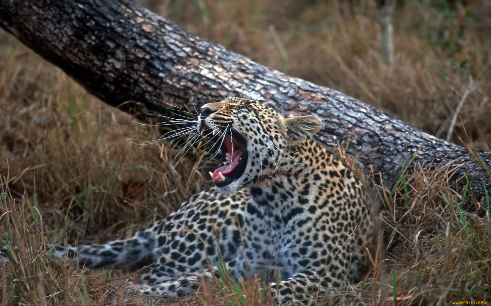 young, leopard, sabi, sand, wildtuin, reserve, south, africa, животные, леопарды
