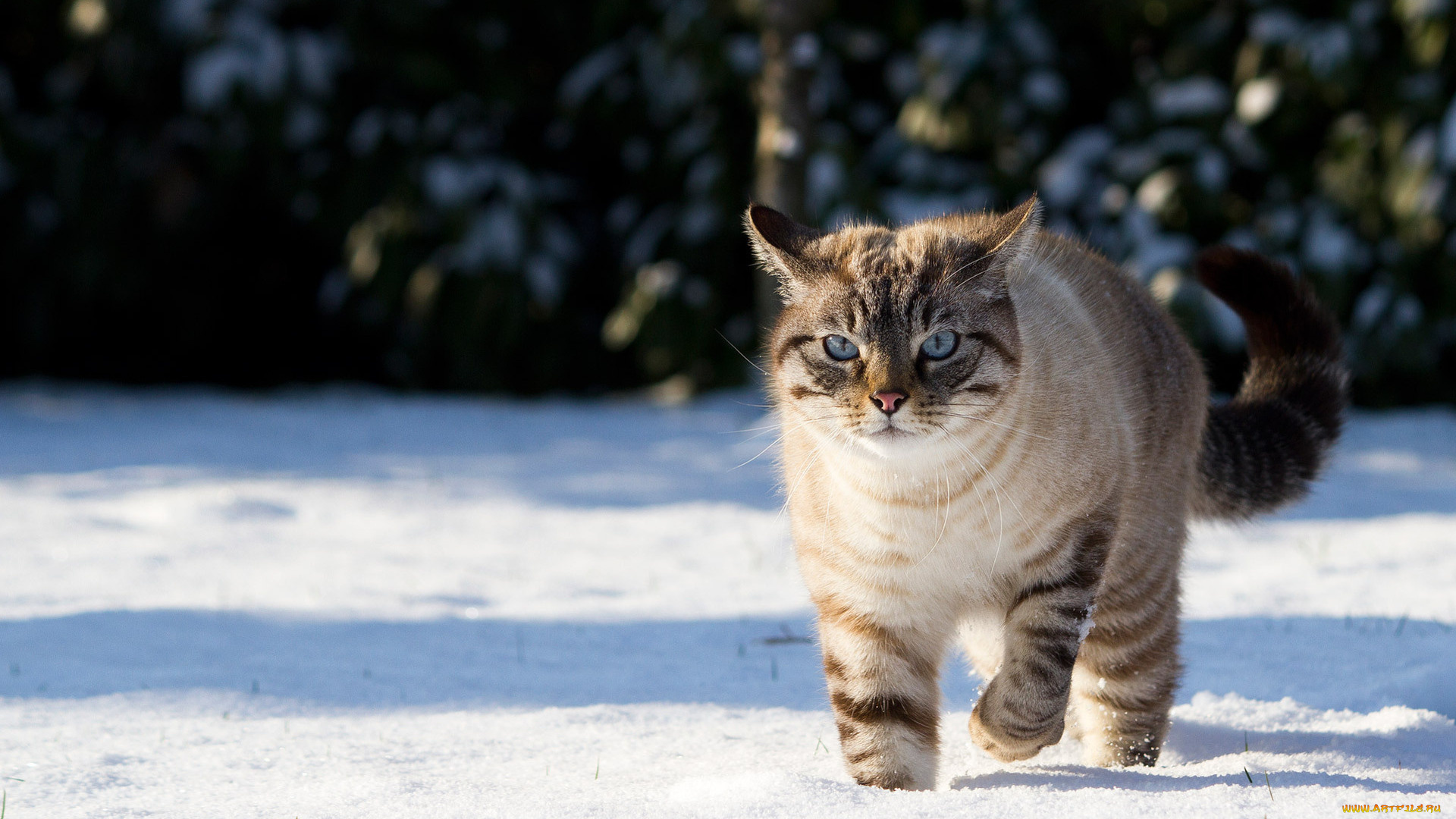 животные, коты, кот, снег, голубые, глаза