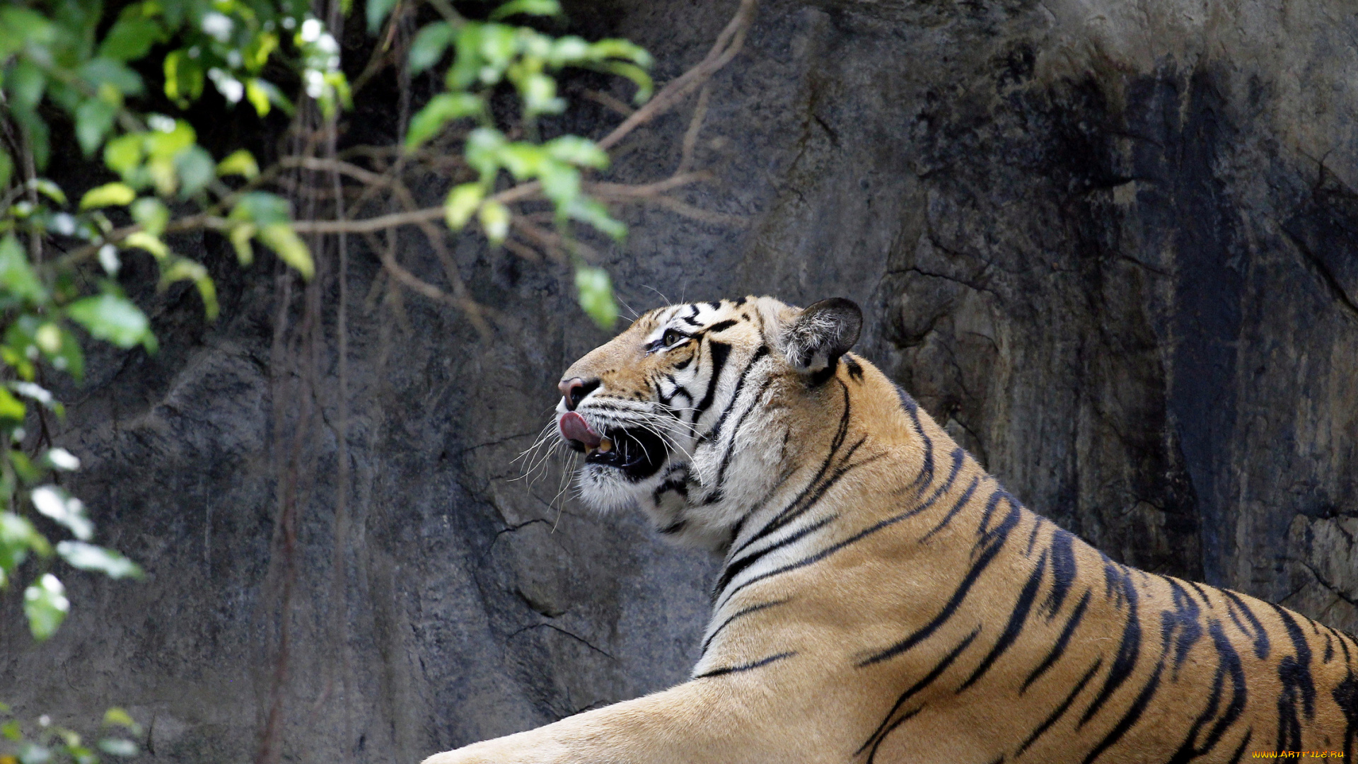 животные, тигры, хищник, язык, листья