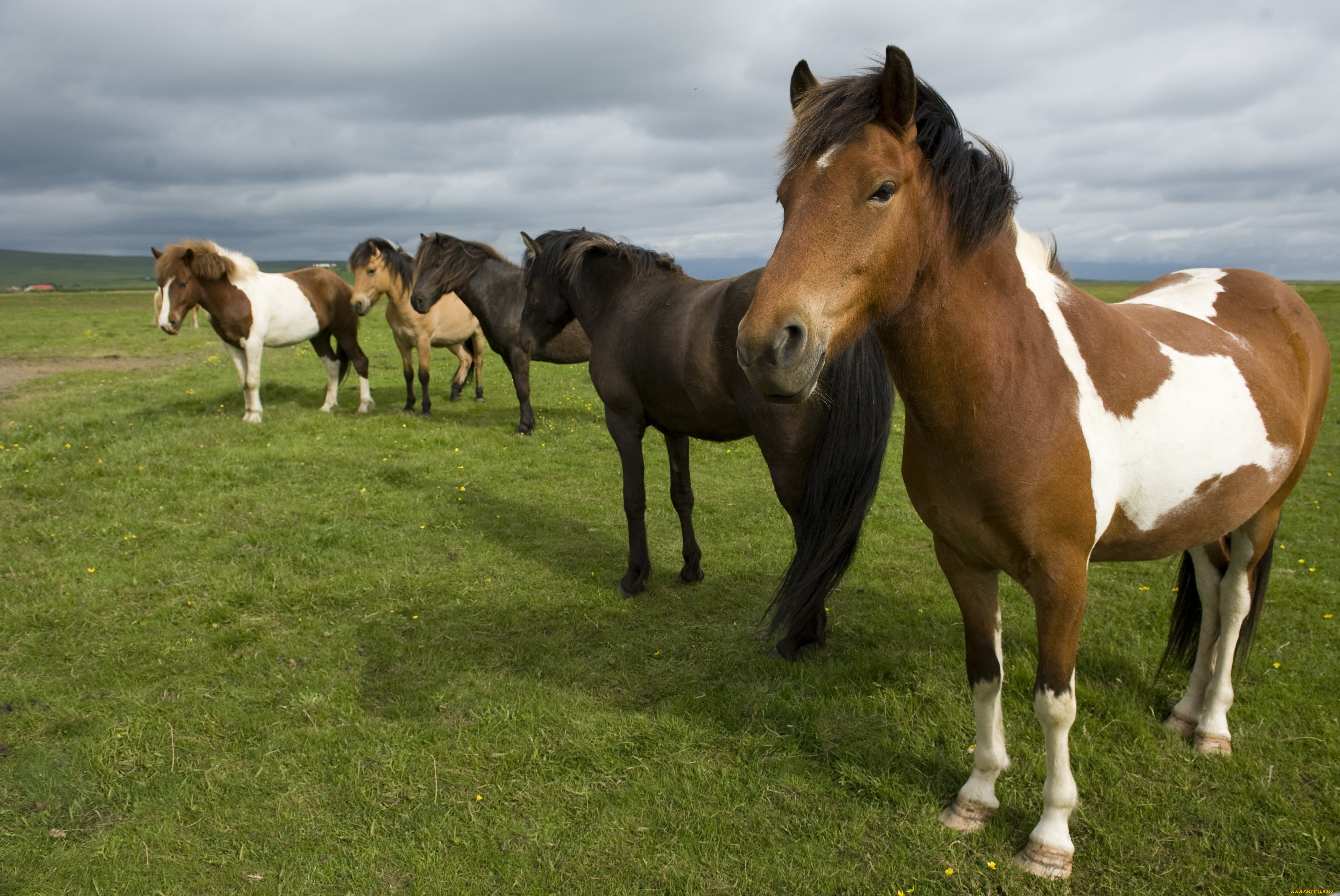 животные, лошади, пастбище, кони