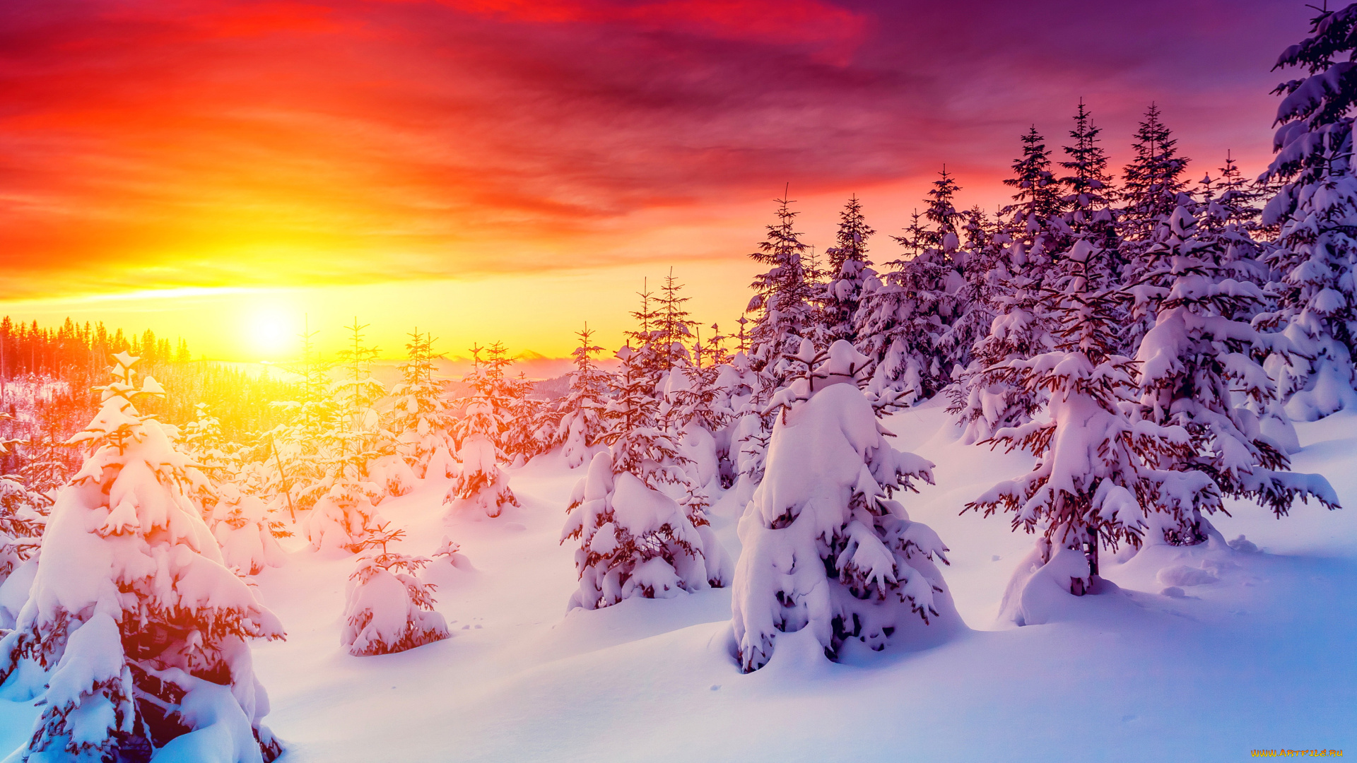 природа, зима, пейзаж, закат, снег, ели