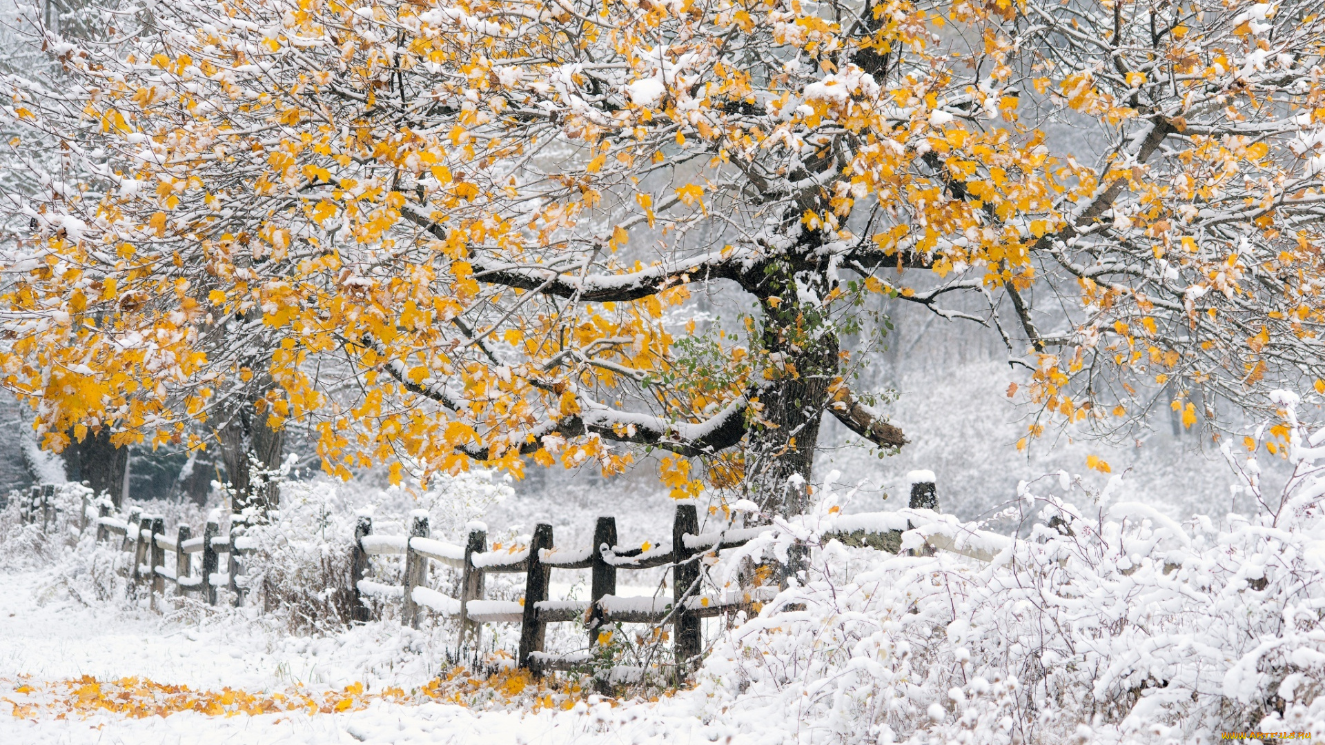 природа, зима, снег, осень, забор, жёлтая, листва, дерево