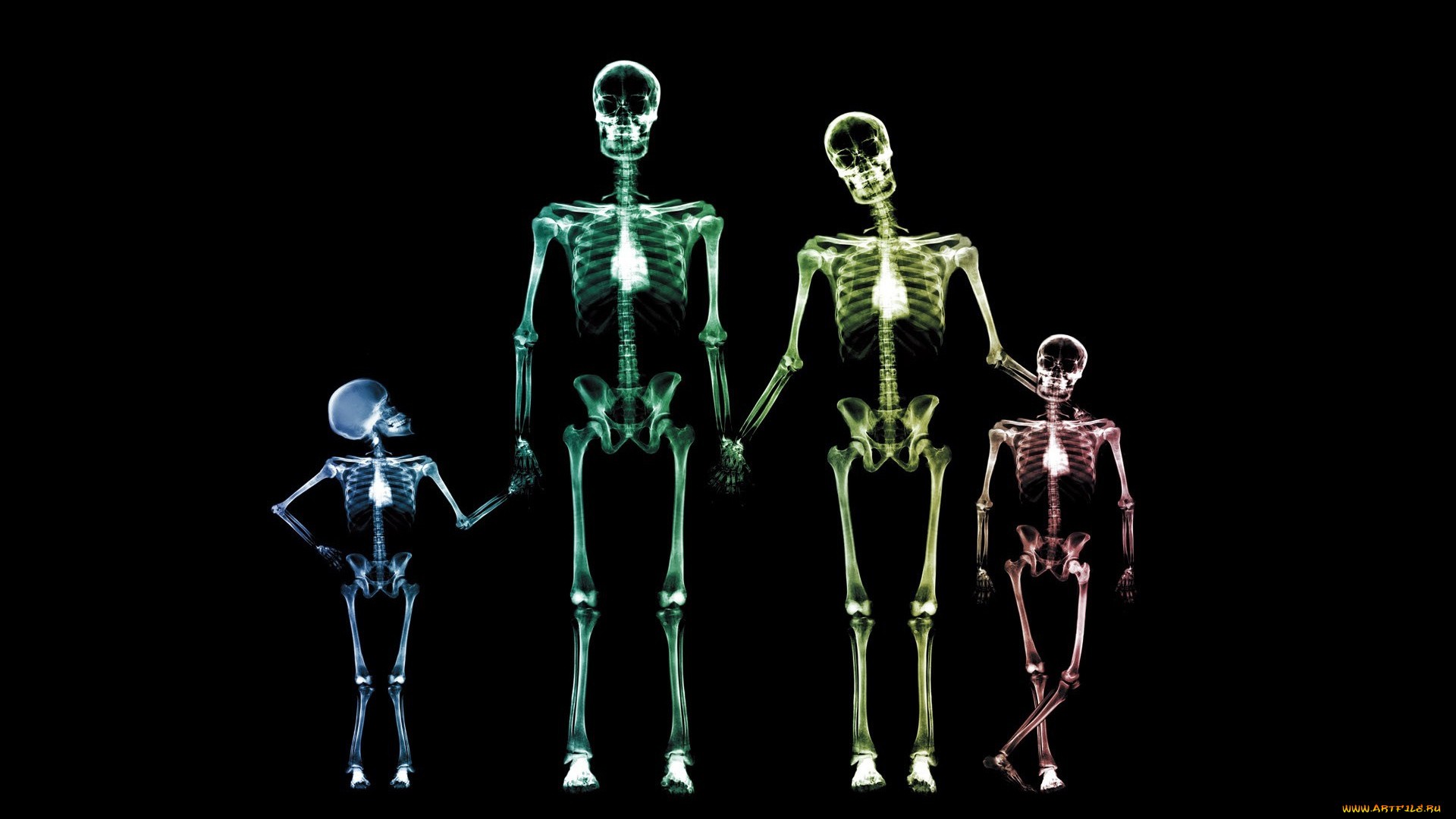 разное, кости, , рентген, семья, рентген, скелеты