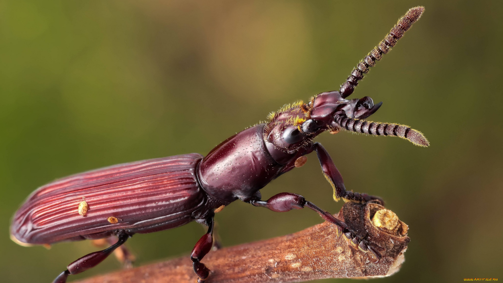макро насекомое животное жук без смс