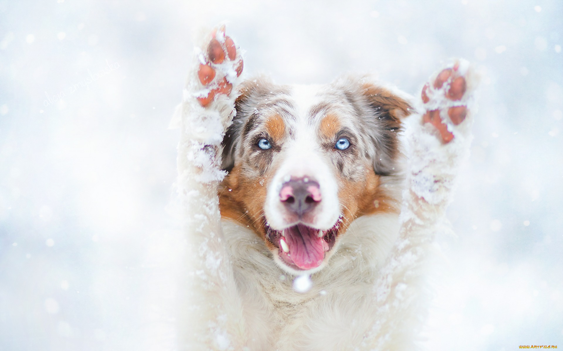 Австралийская овчарка собака животное природа зима бесплатно