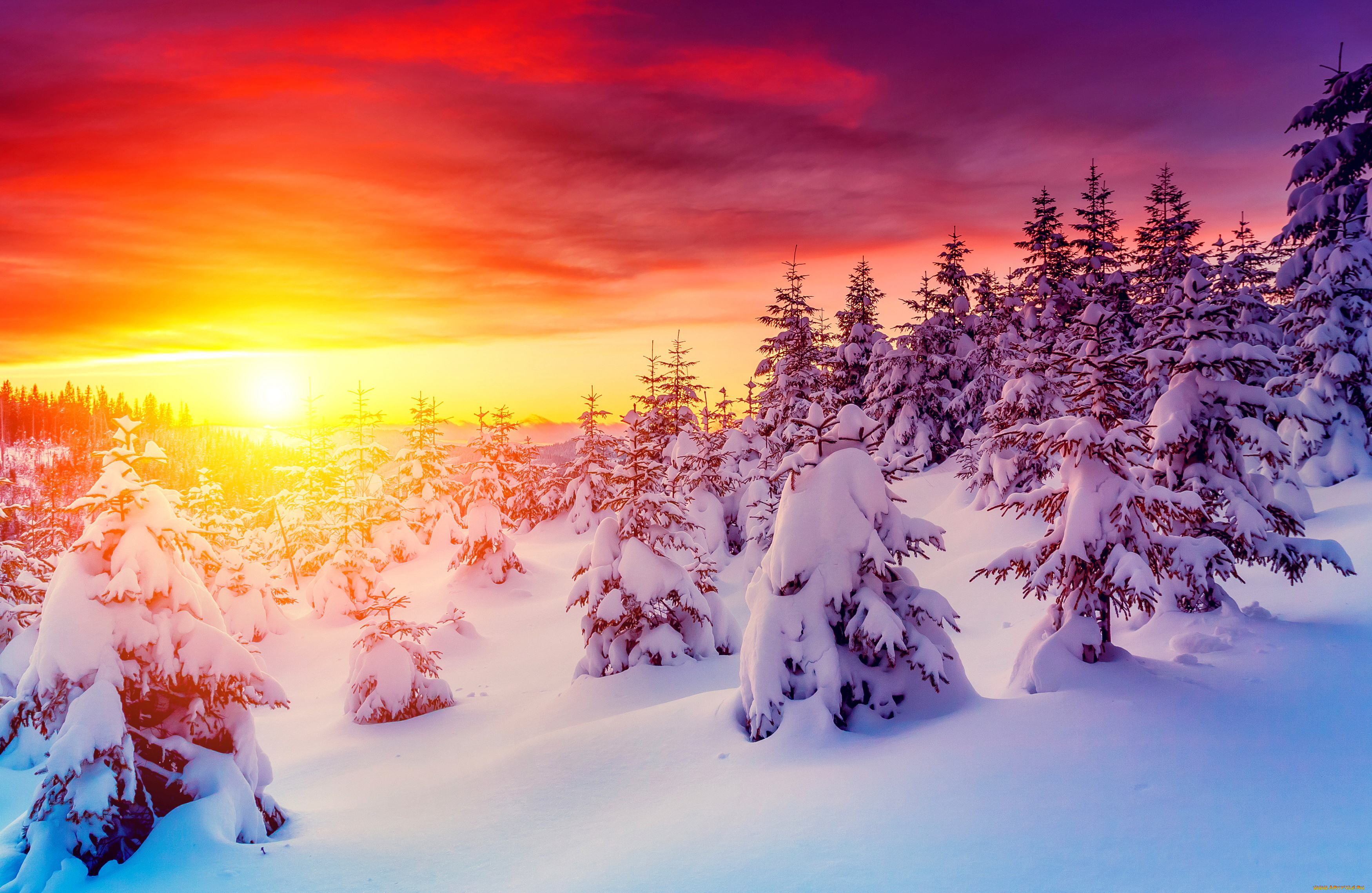 природа, зима, пейзаж, закат, снег, ели
