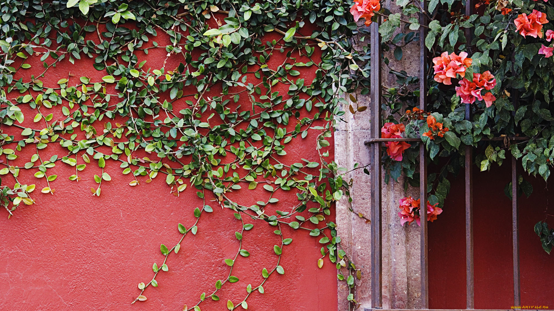 цветы, бугенвиллея, стена, решетка, листья, лиана