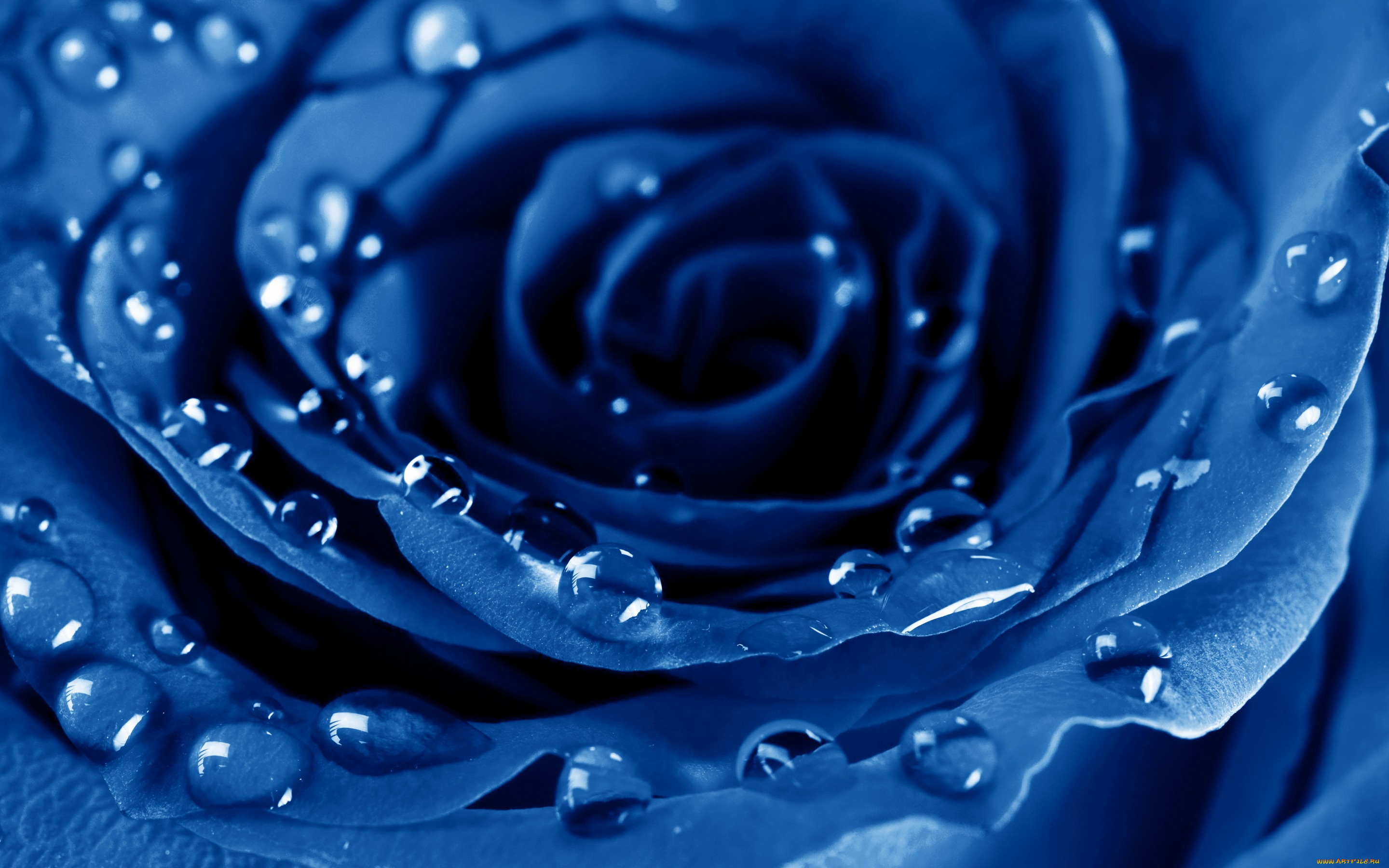 роза капли синяя rose drops blue без смс
