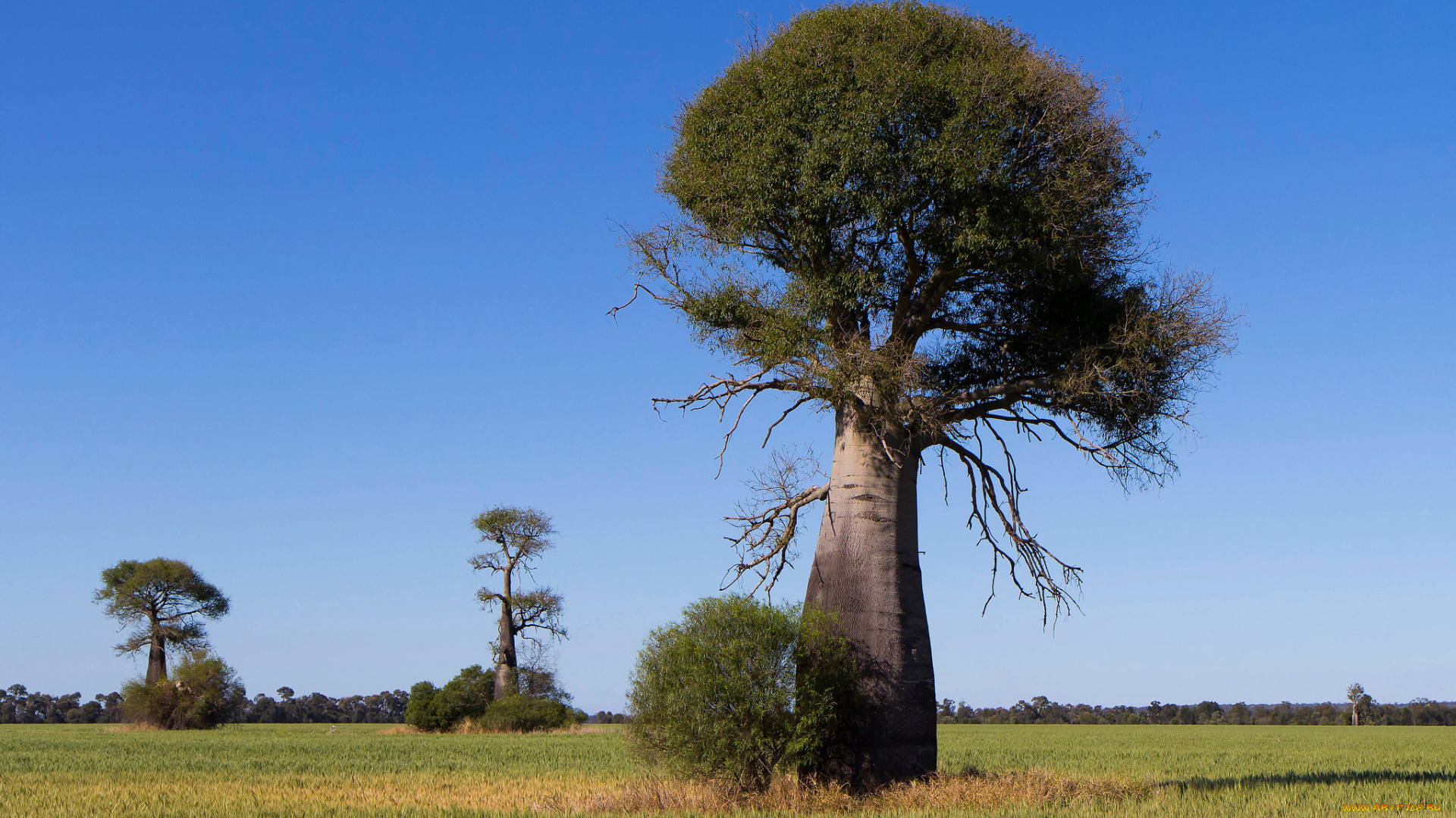 природа, деревья, baobab, madagaskar