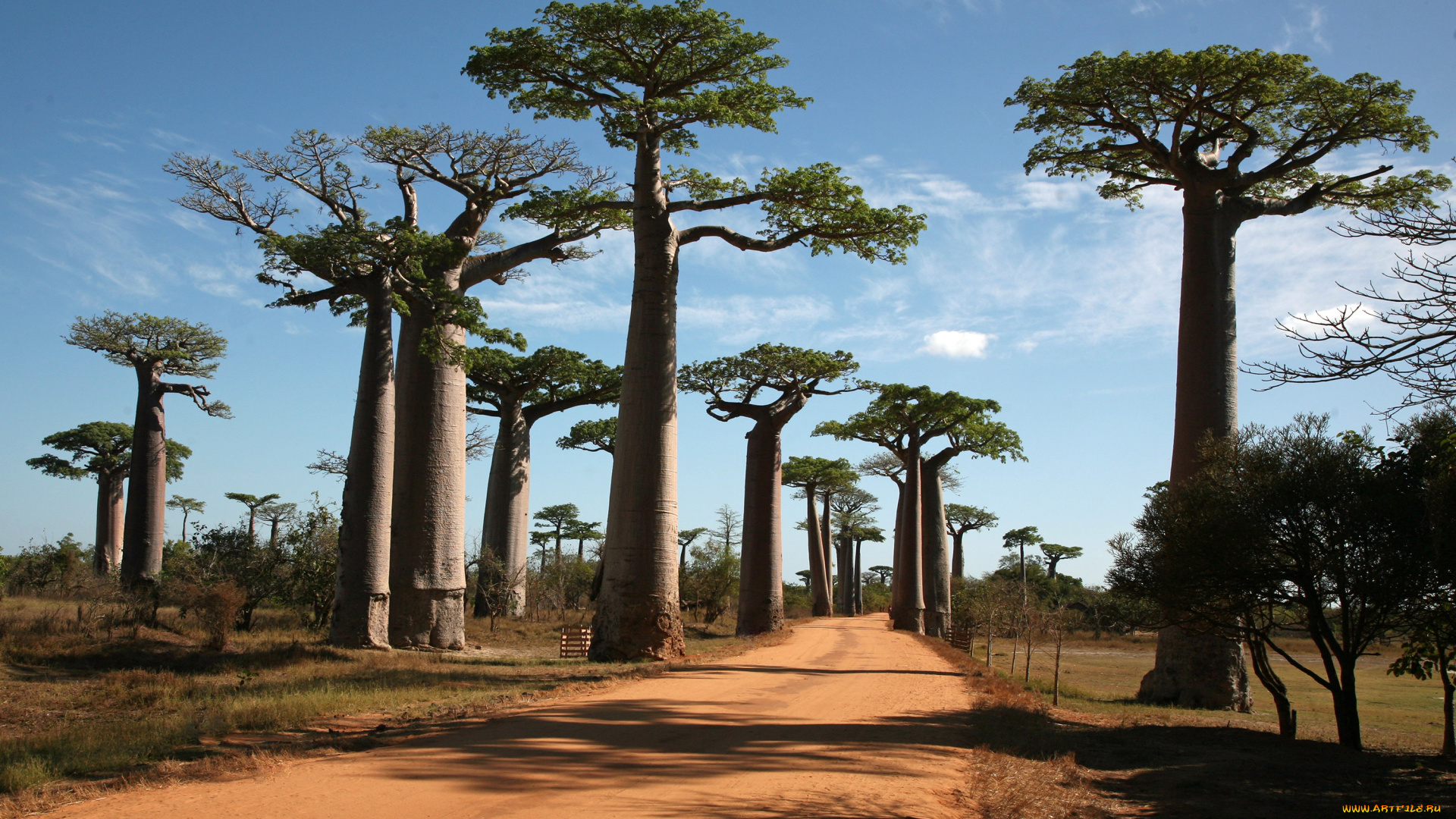 природа, деревья, дорога, баобаб, madagaskar