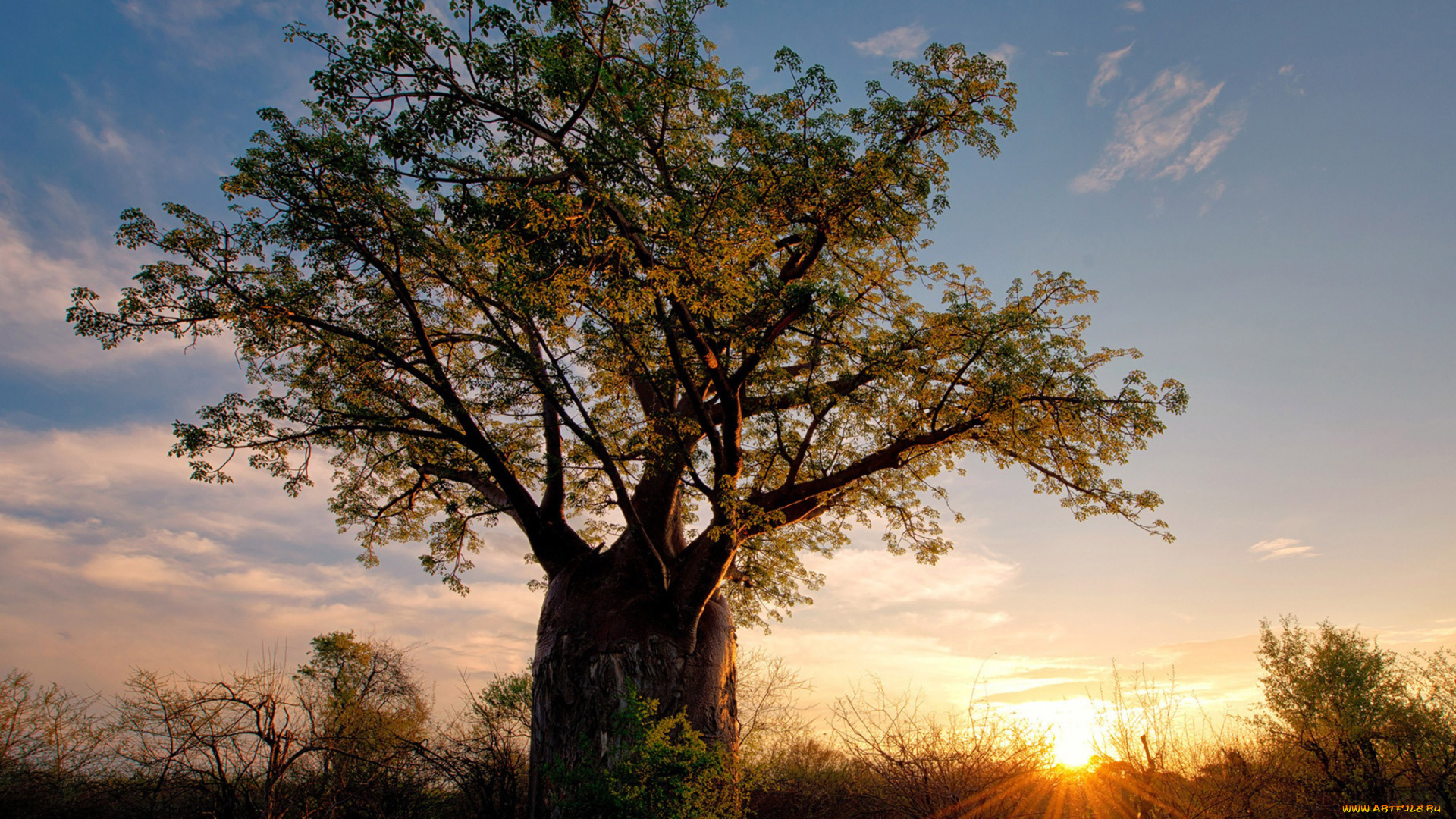 природа, деревья, madagaskar, baobab