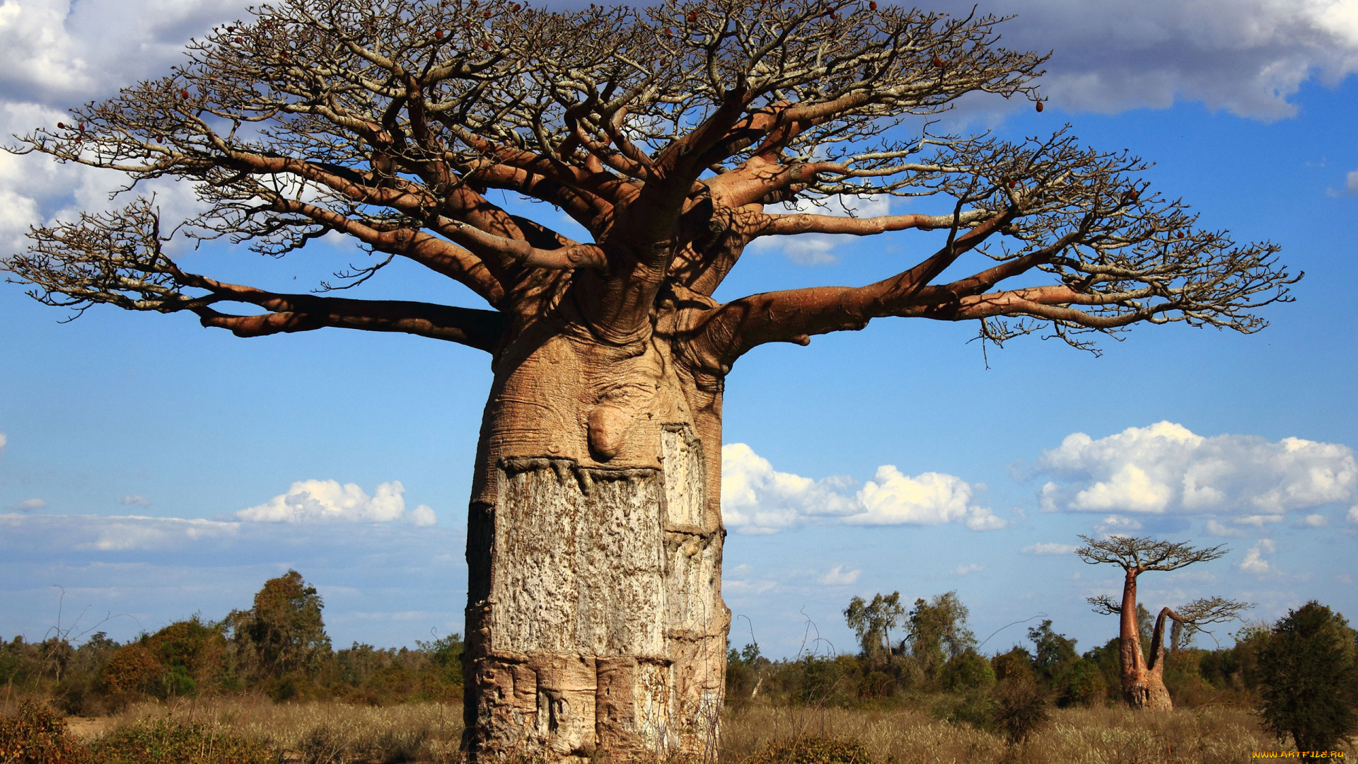 Баобаб фото дерево где растет
