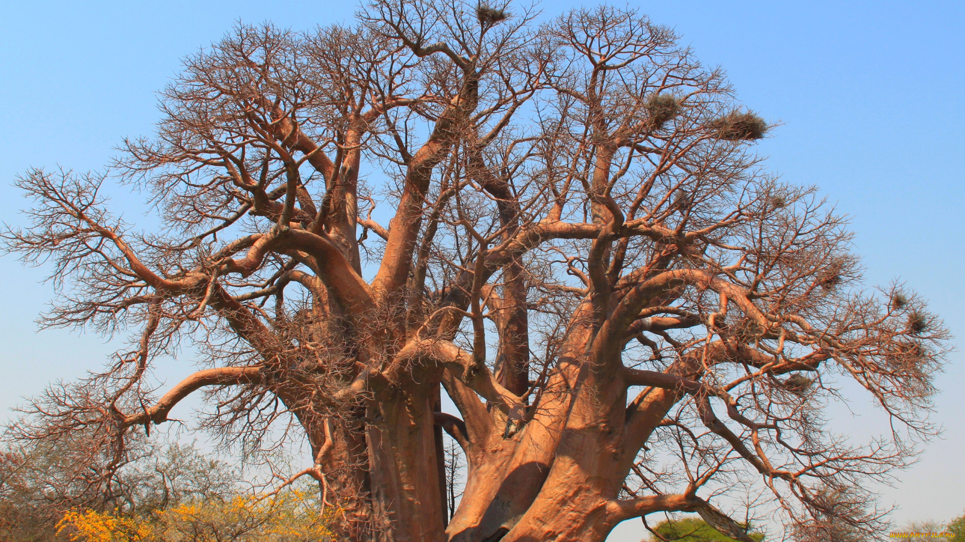 природа, деревья, madagaskar, baobab