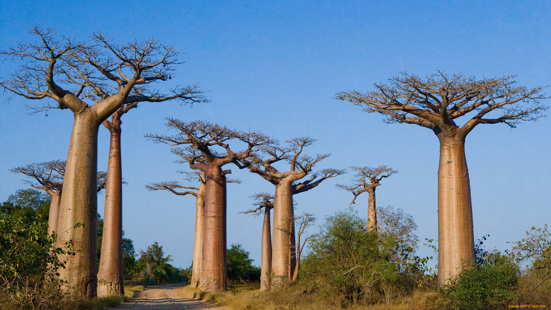 природа, деревья, madagaskar, баобаб, дорога