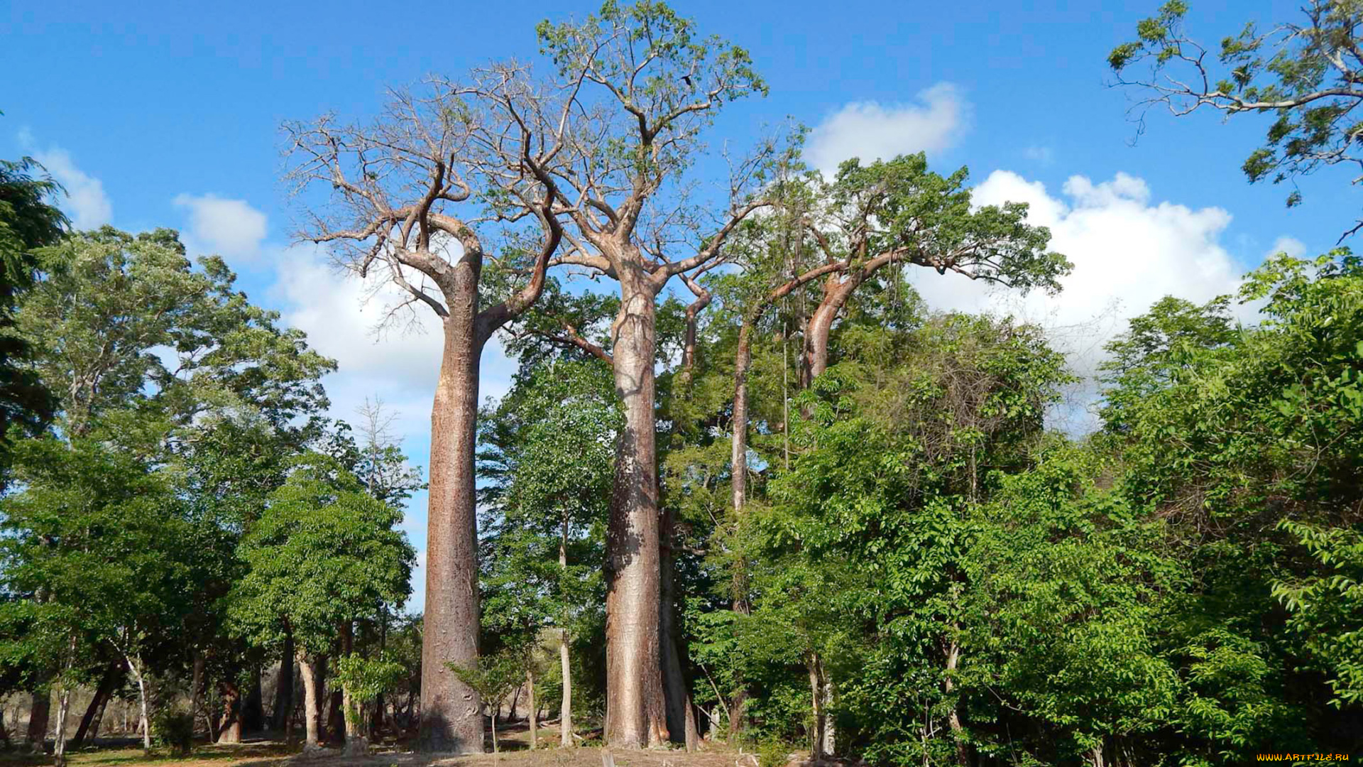 природа, парк, деревья, baobab