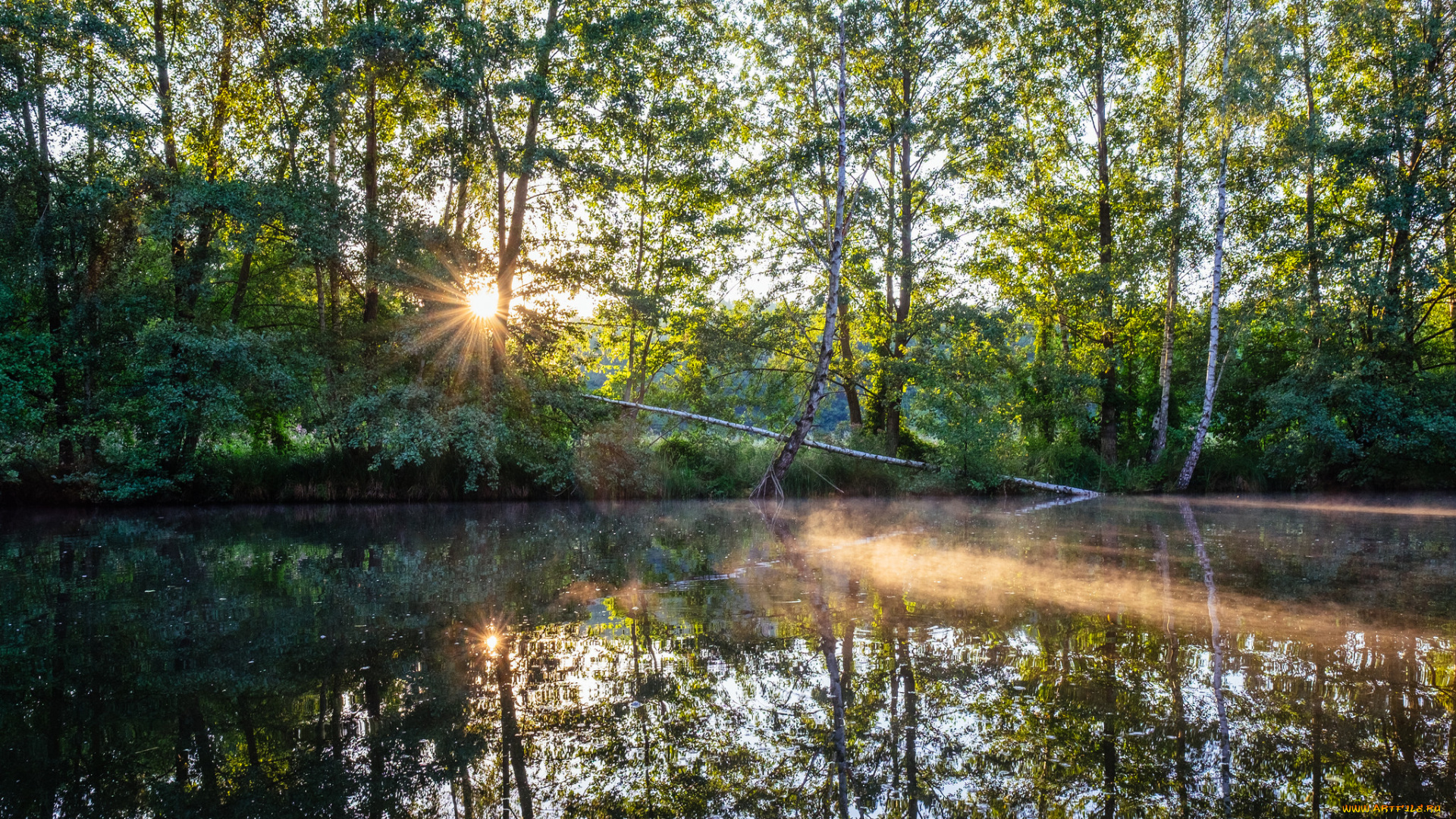 природа, реки, озера, лес, река