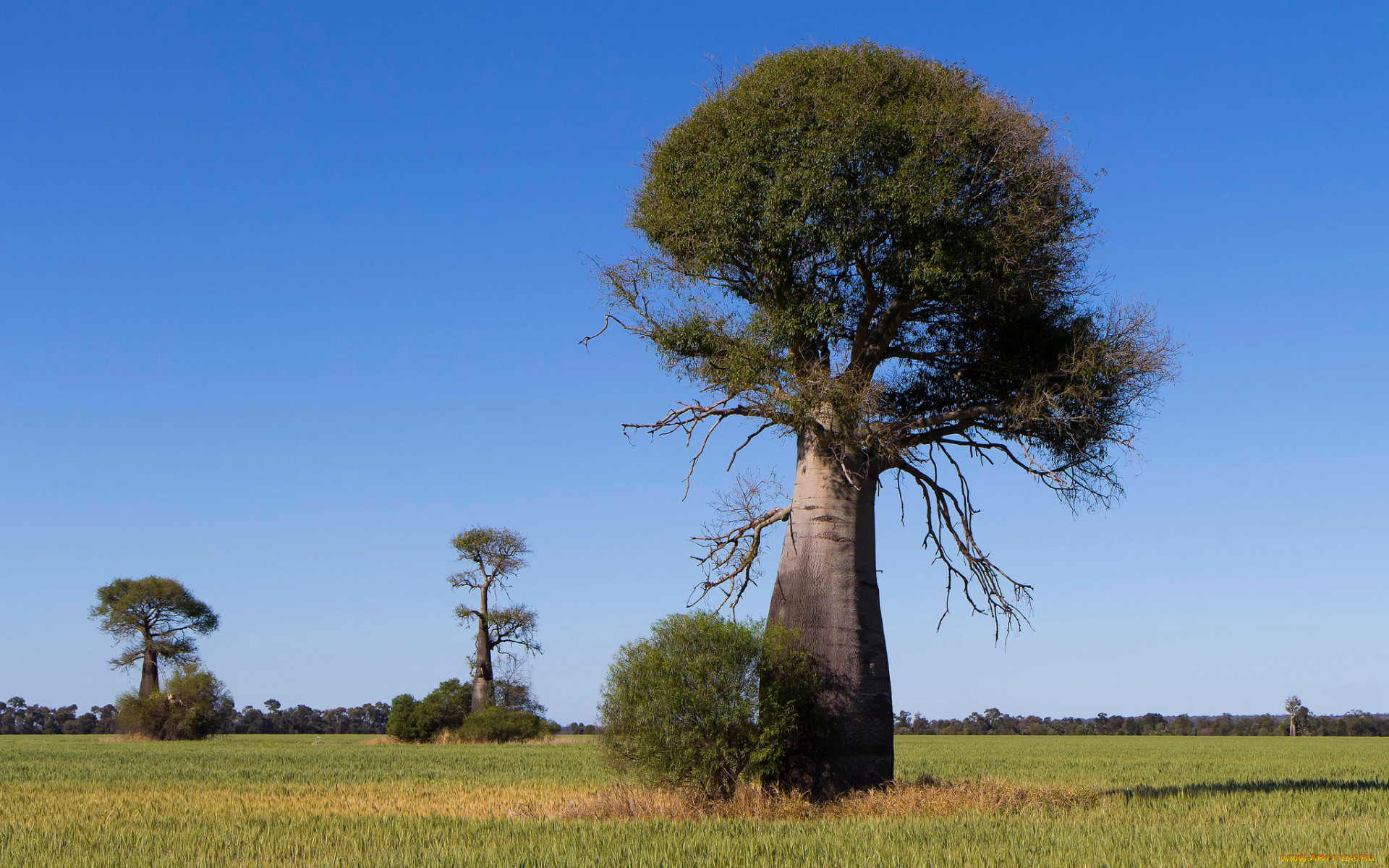природа, деревья, baobab, madagaskar
