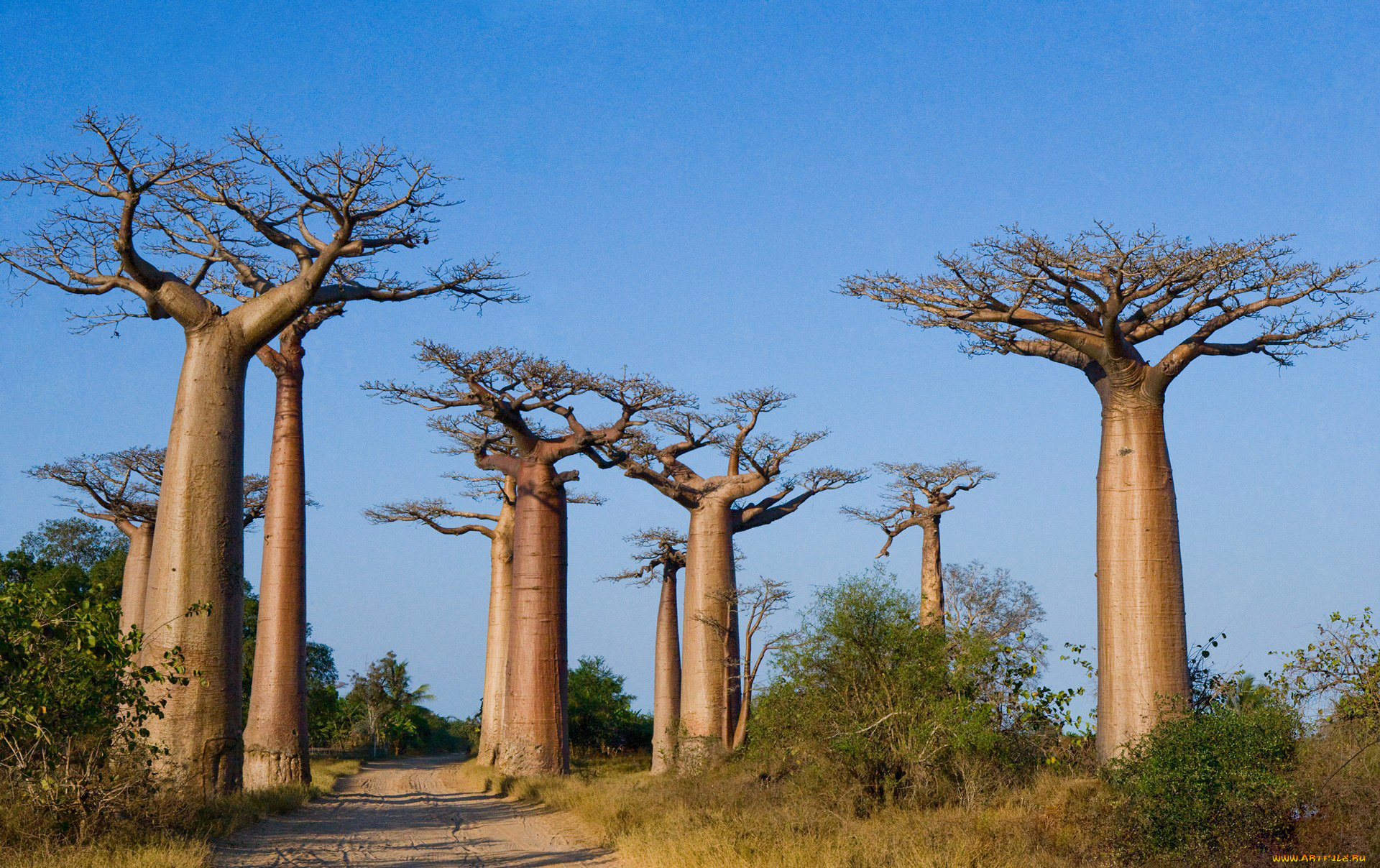 природа, деревья, madagaskar, баобаб, дорога