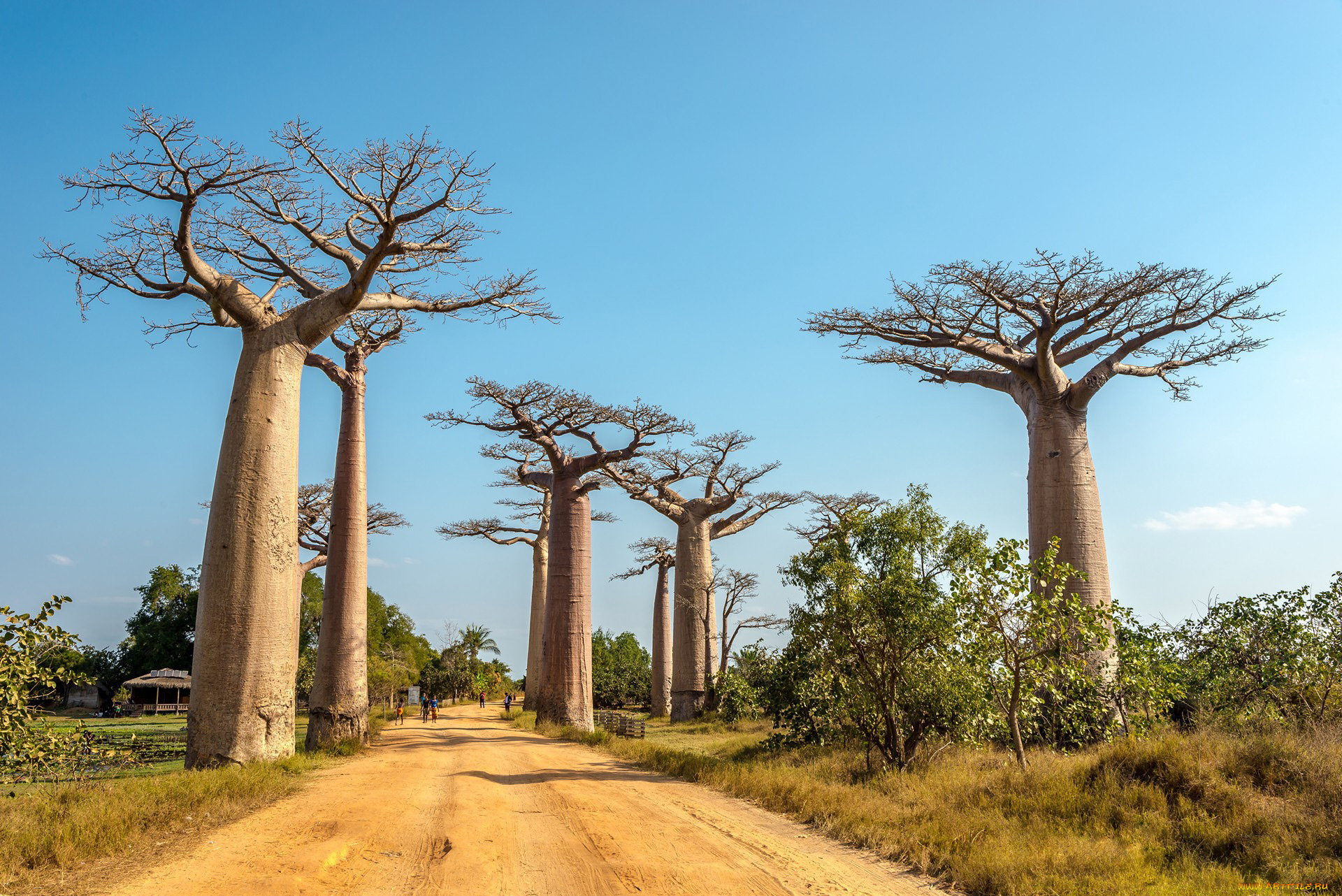 природа, деревья, баобаб, madagaskar, дорога