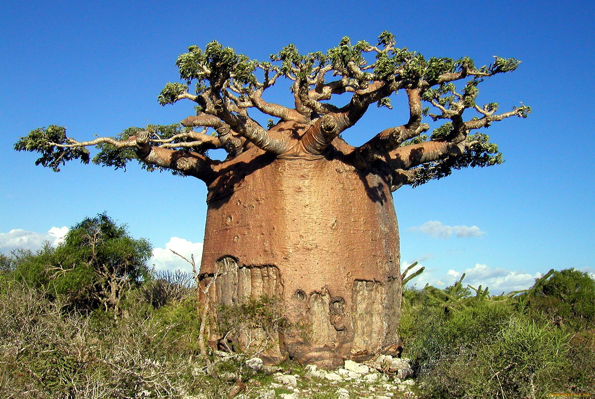 природа, деревья, madagaskar, baobab