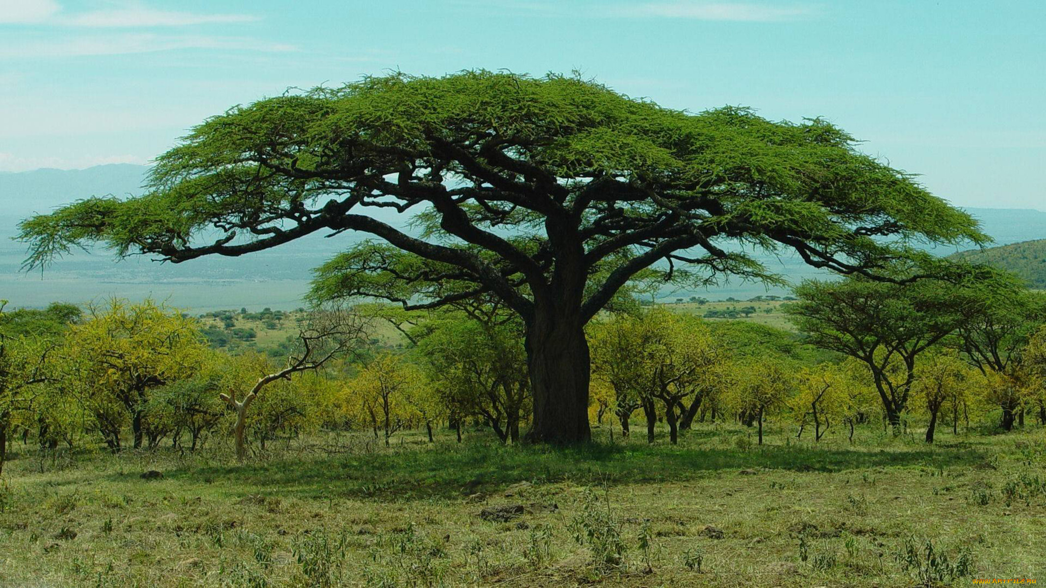 природа, деревья, baobab, парк