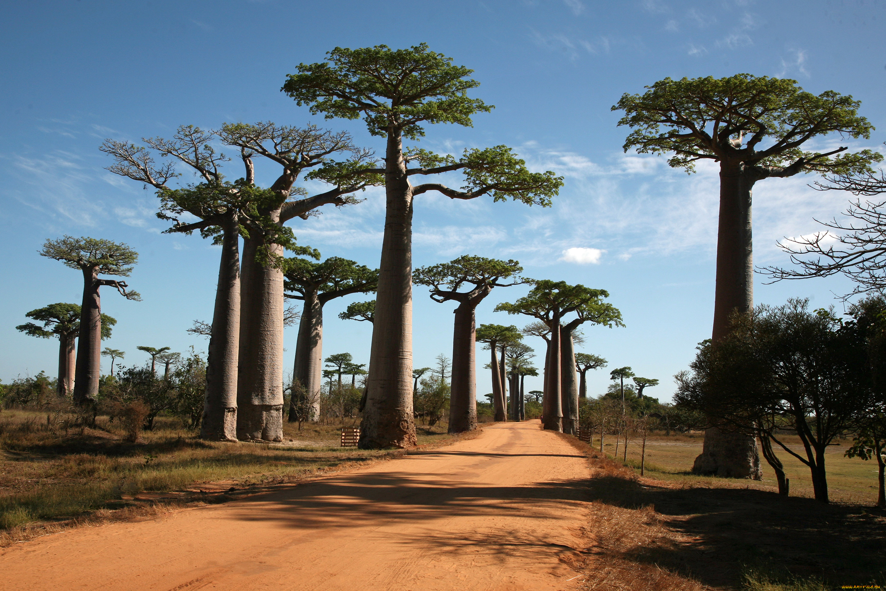 природа, деревья, дорога, баобаб, madagaskar