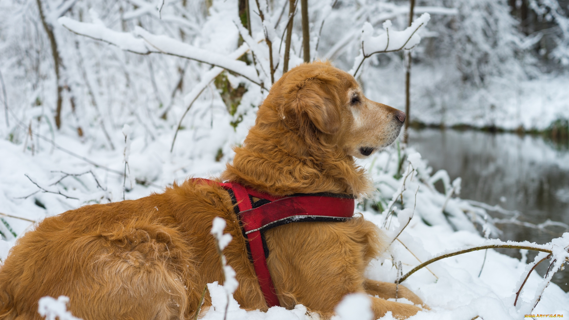 животные, собаки, зима, природа, профиль, пёс, собака, ветки, снег