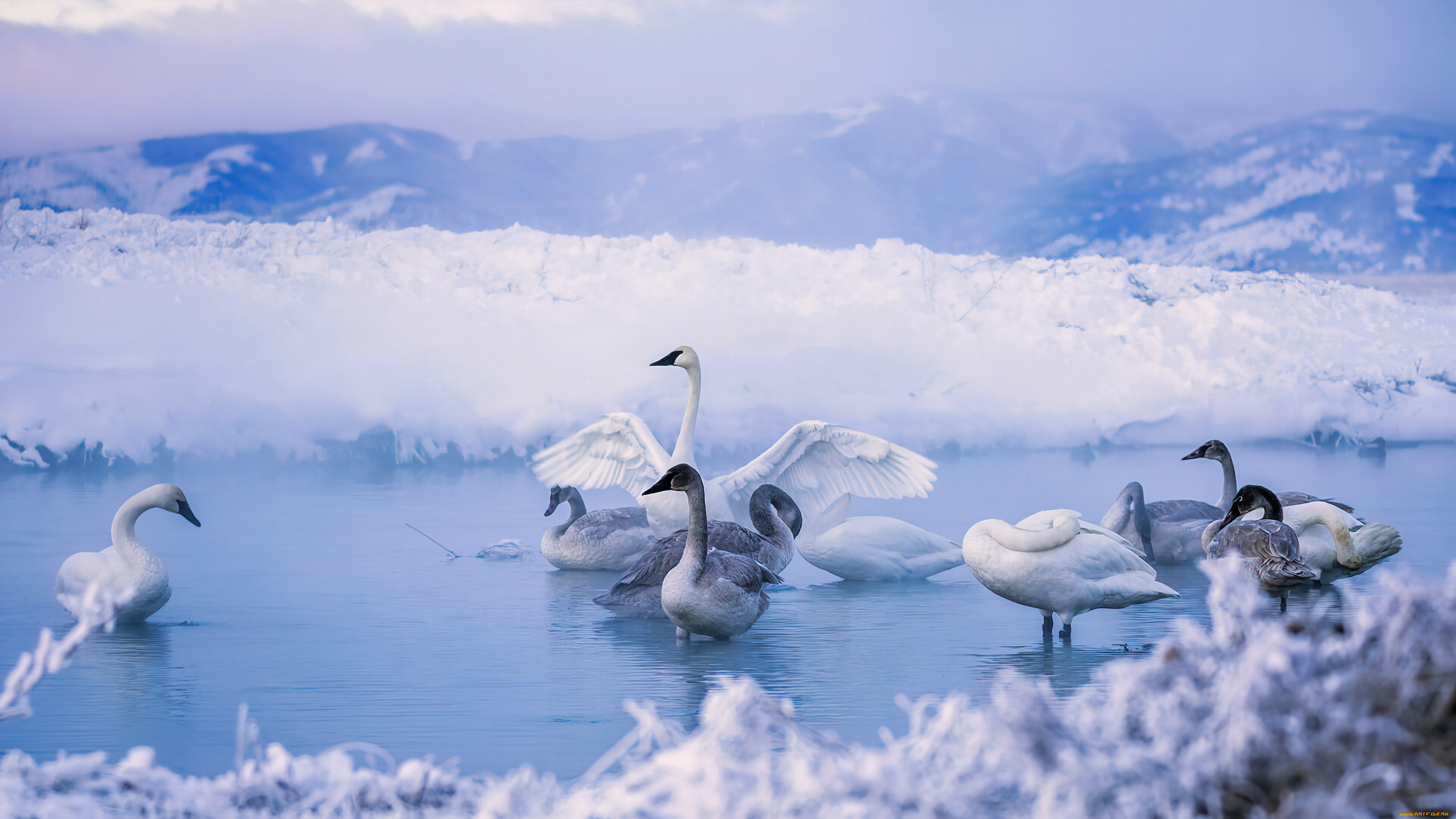 животные, лебеди, птицы, вoдoeм, снежные