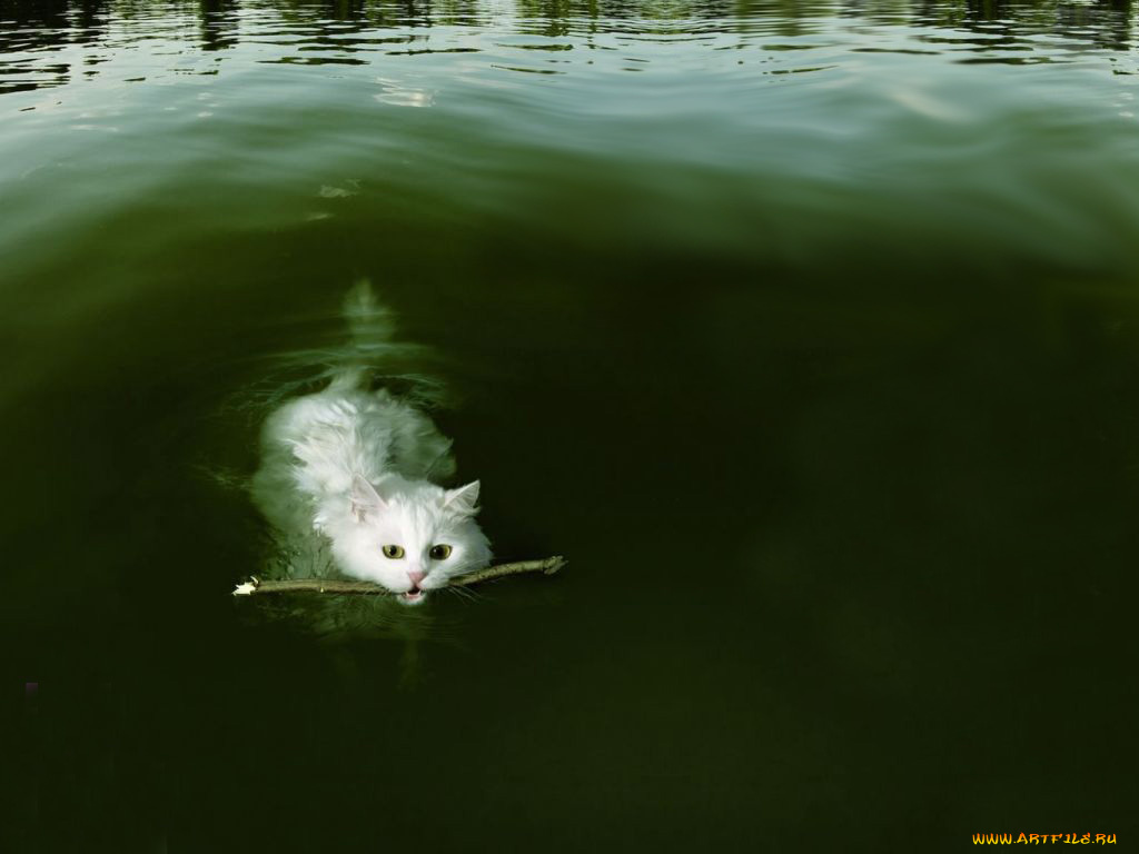 swim, cat, животные, коты