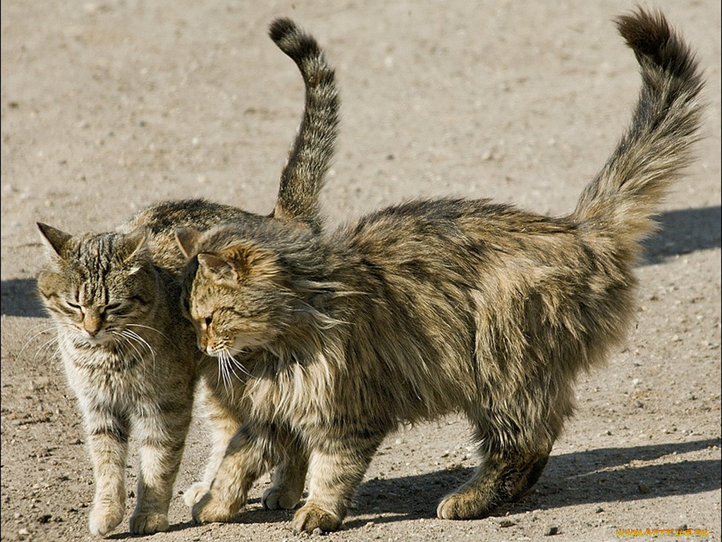 сергей, груздев, пригласить, хочу, на, танец, вас, животные, коты