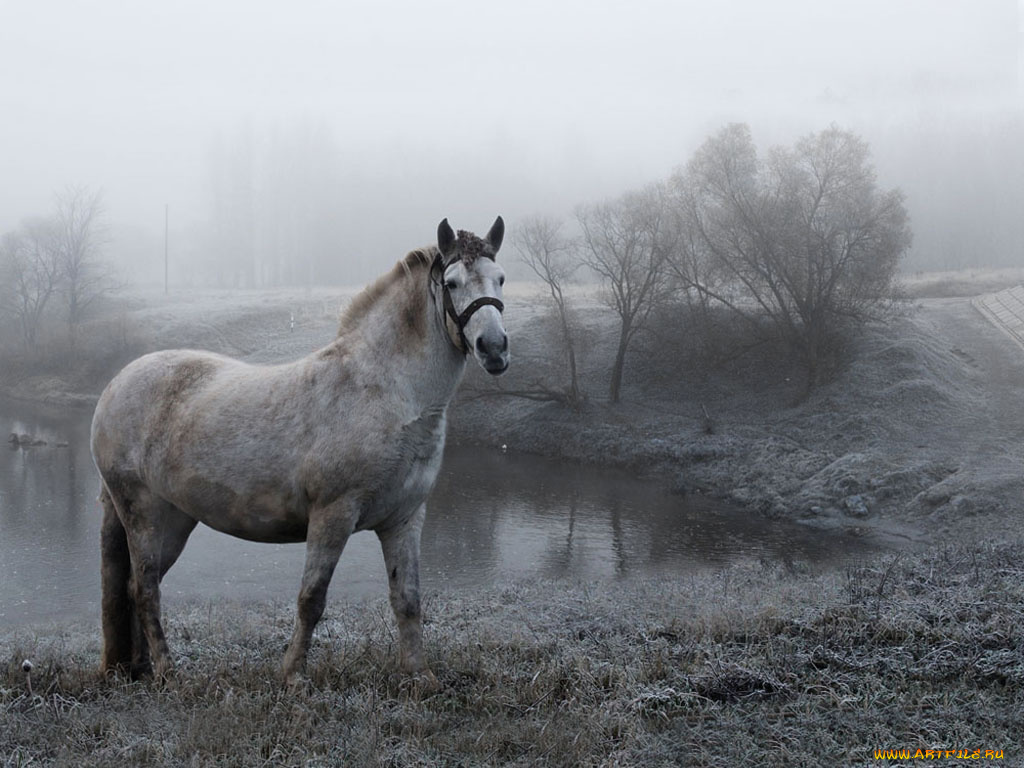 животные, лошади