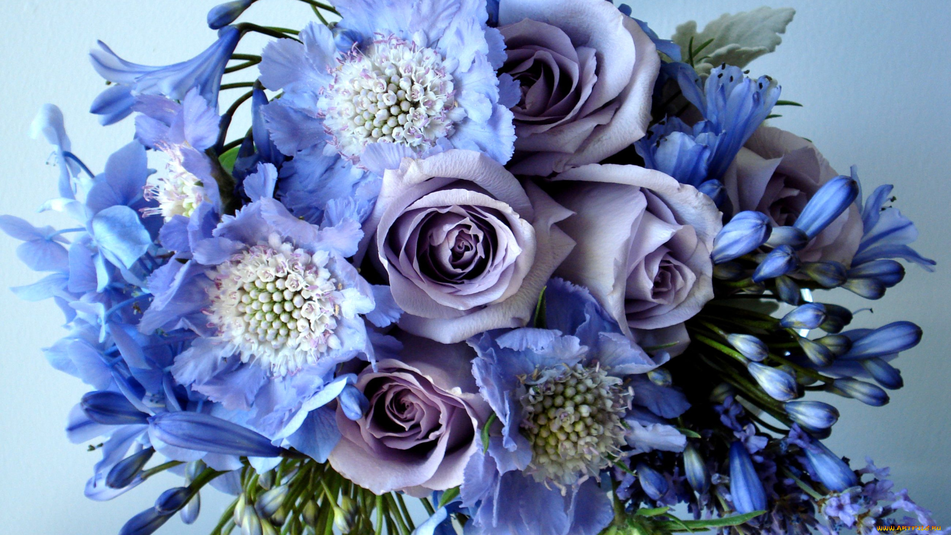 цветы, букеты, композиции, агапантус, голубой, розы