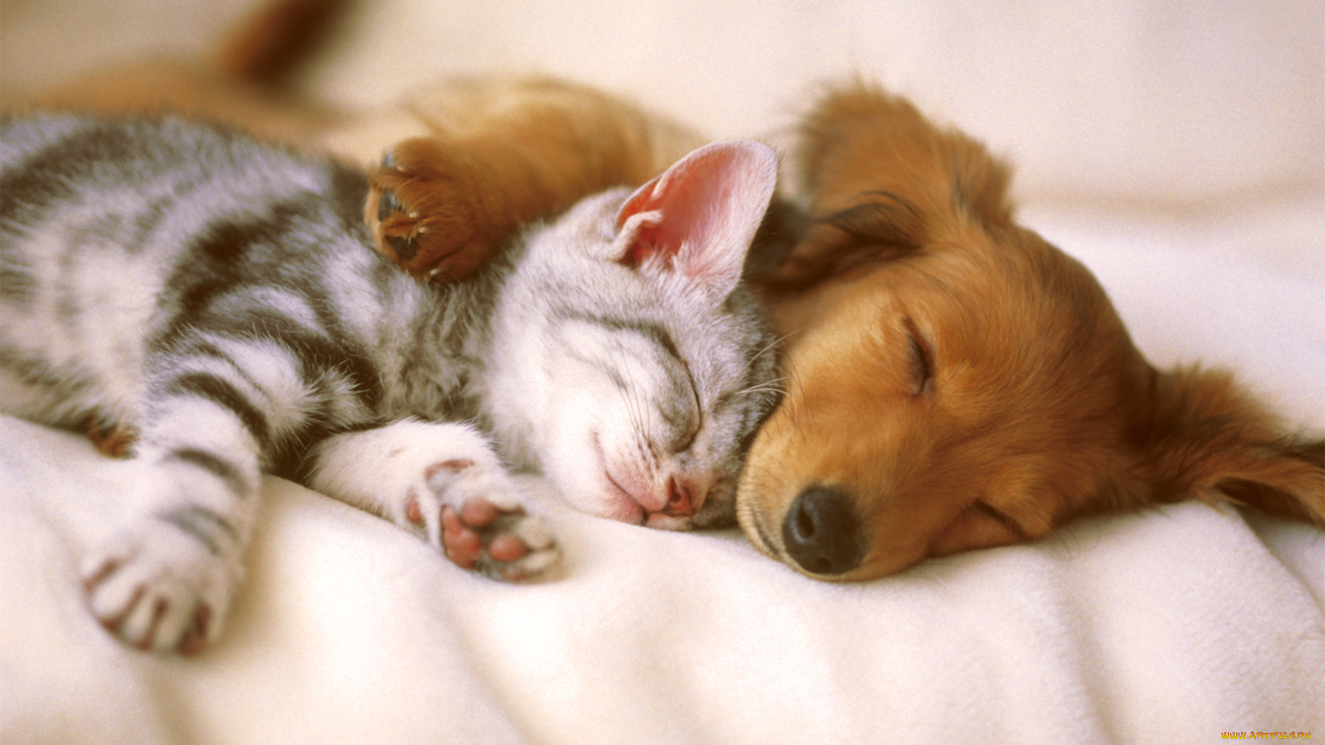 kitten, and, puppy, sleeping, животные, разные, вместе, кошки, собаки