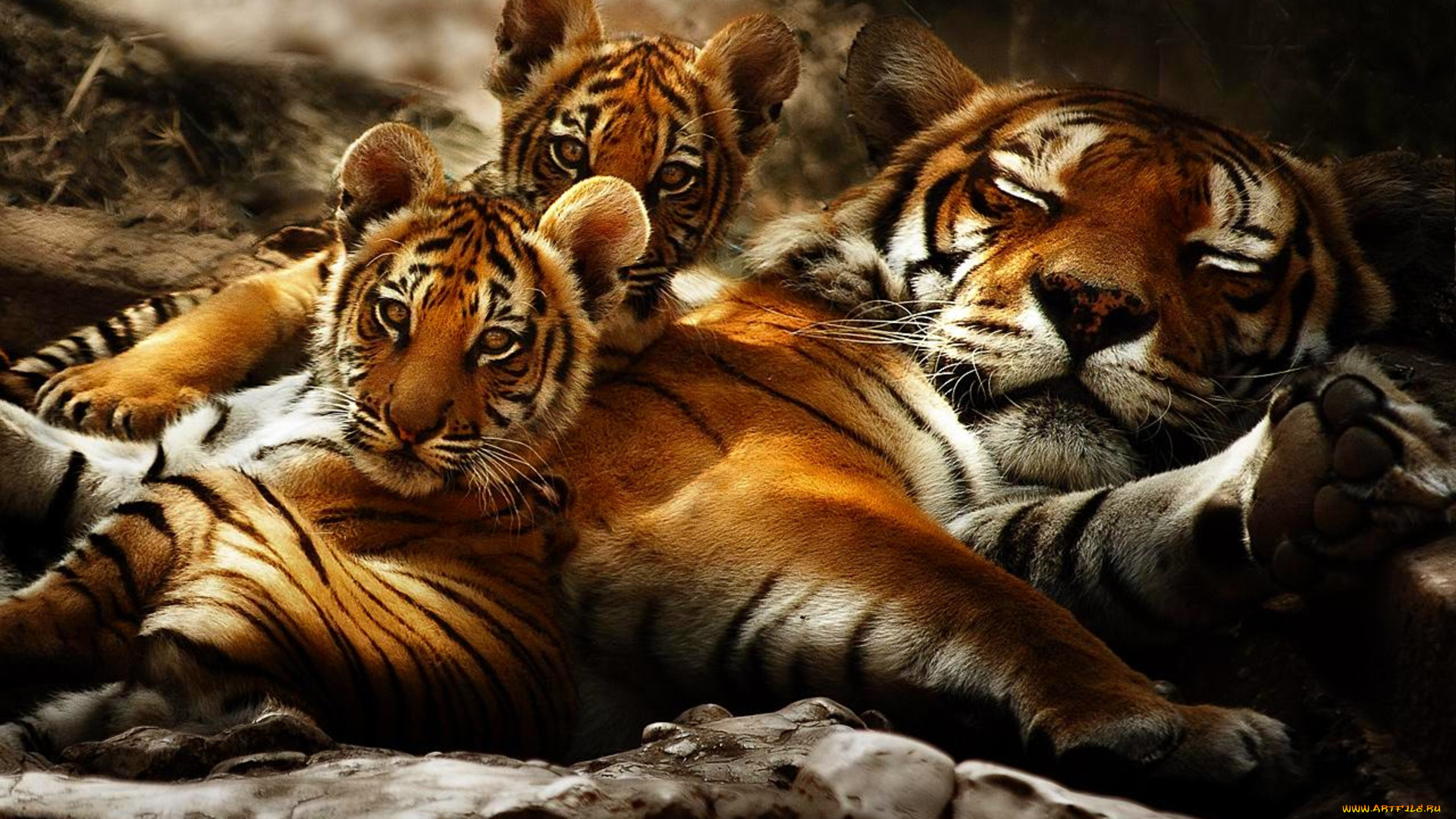 powerful, family, животные, тигры, семья