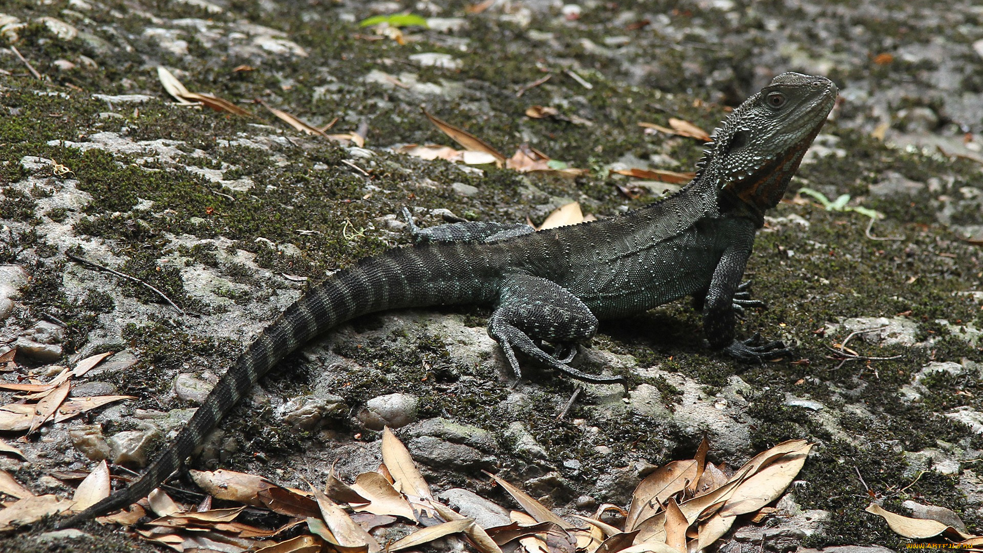 australian, water, dragon, животные, Ящерицы, игуаны, вараны, трава, хвост, ящерица, взгляд