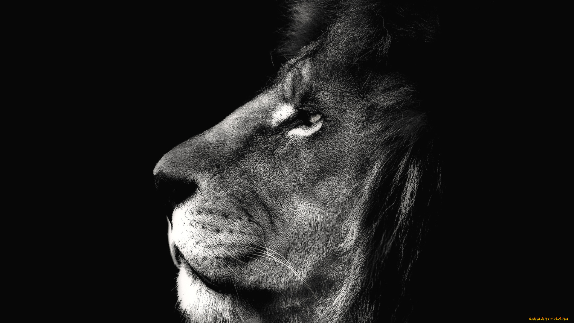животные, львы, царь, профиль