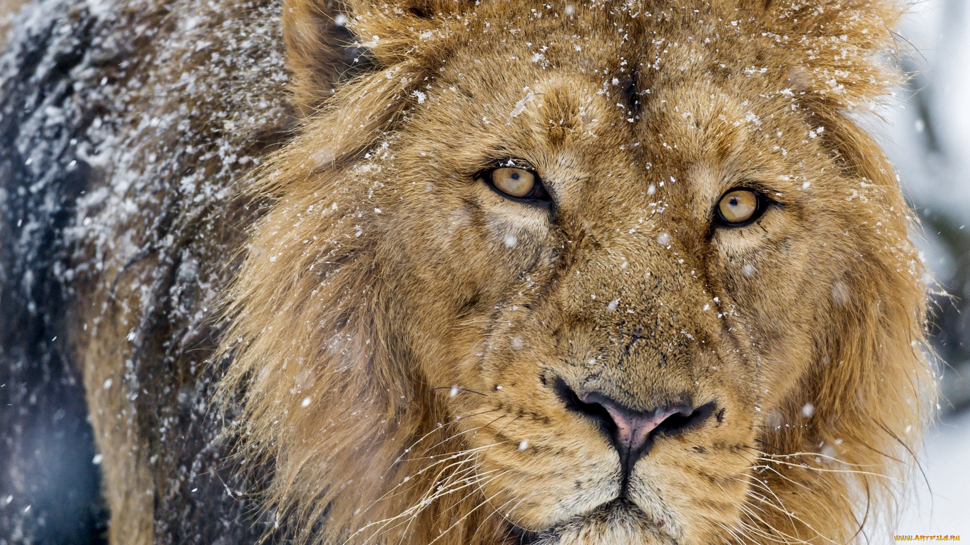животные, львы, снег, взгляд