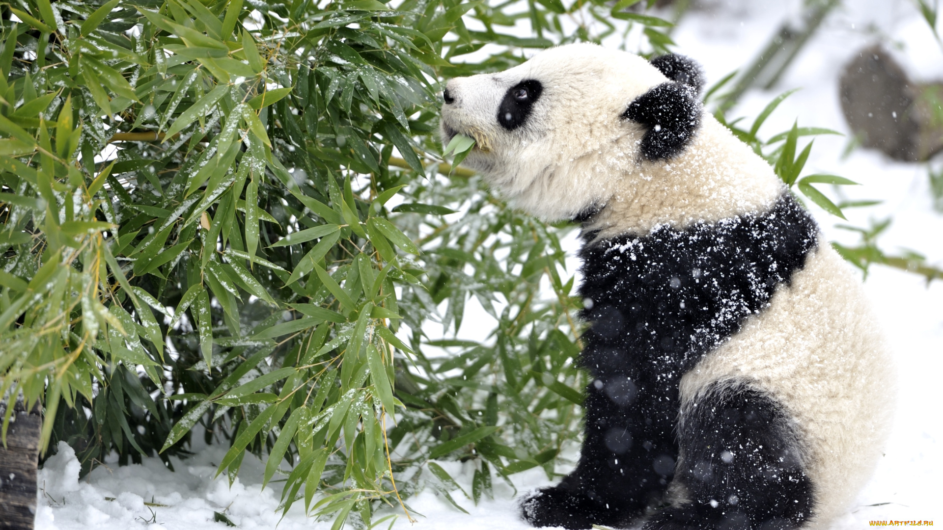 животные, панды, снег, мишка, бамбук