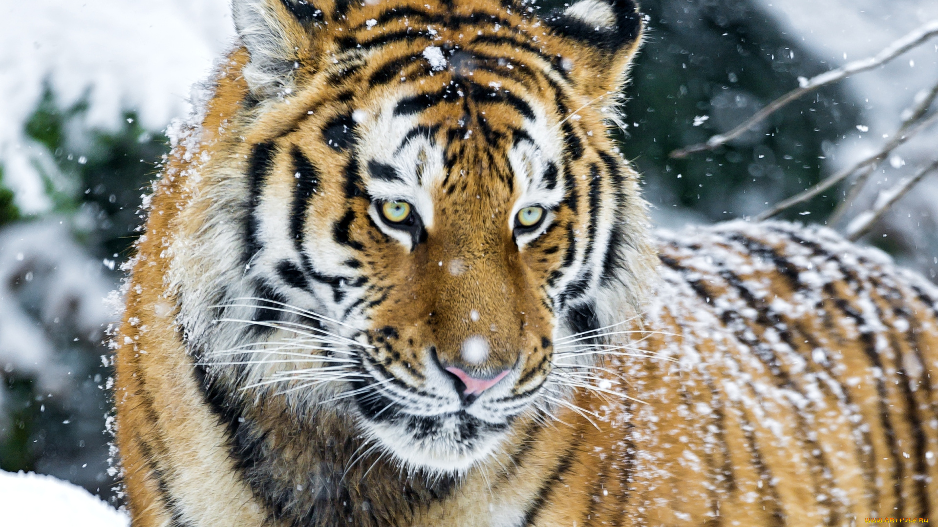 животные, тигры, портрет, снег