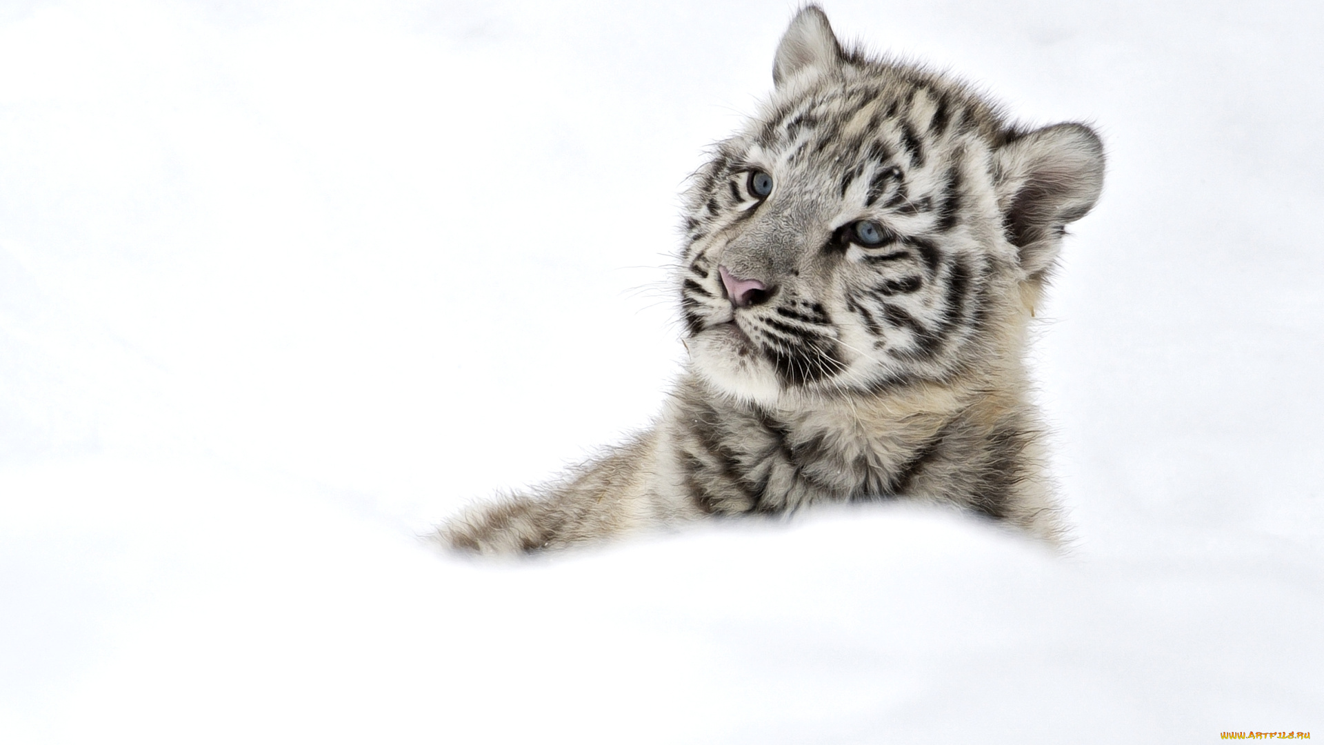 животные, тигры, снег, тигренок