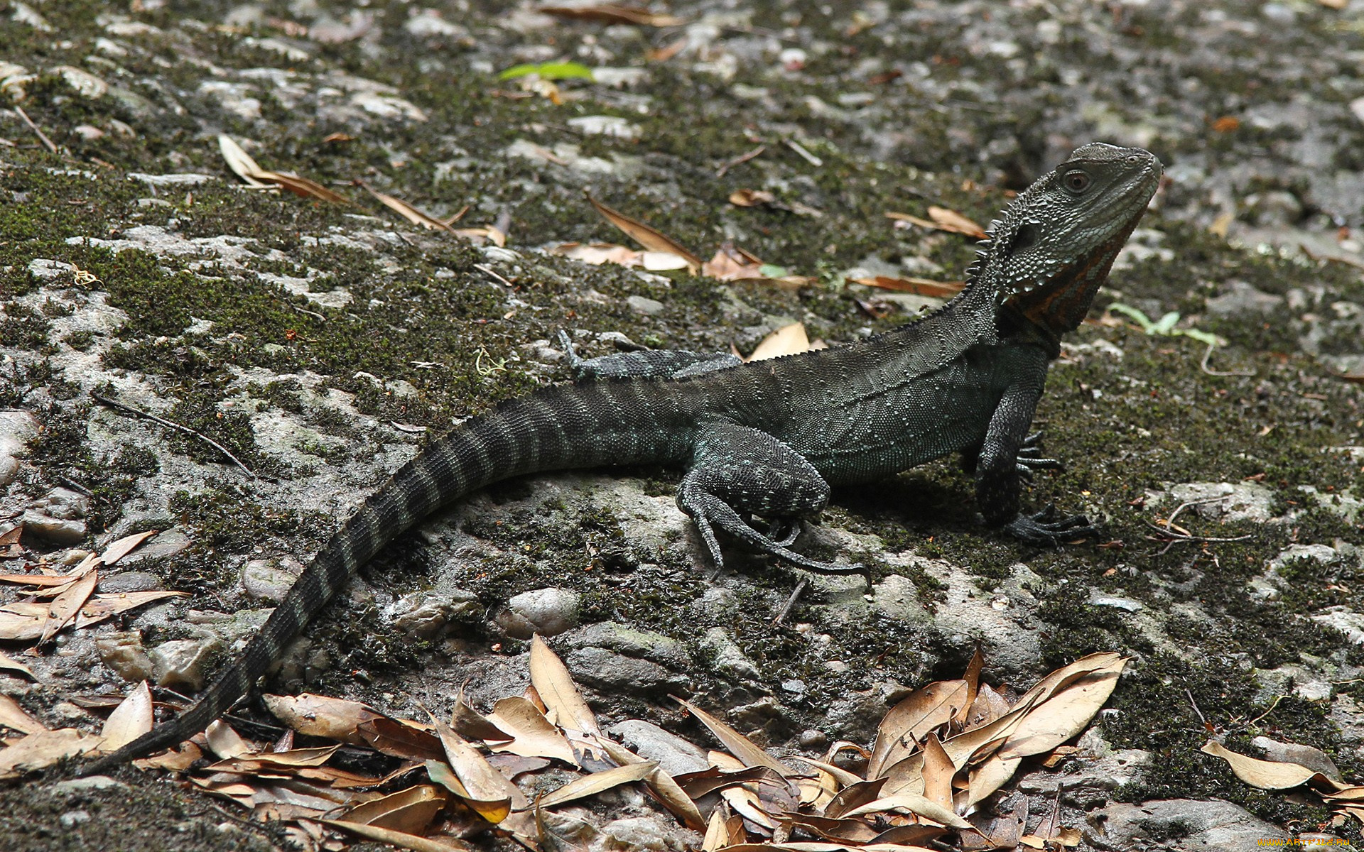 australian, water, dragon, животные, Ящерицы, игуаны, вараны, трава, хвост, ящерица, взгляд