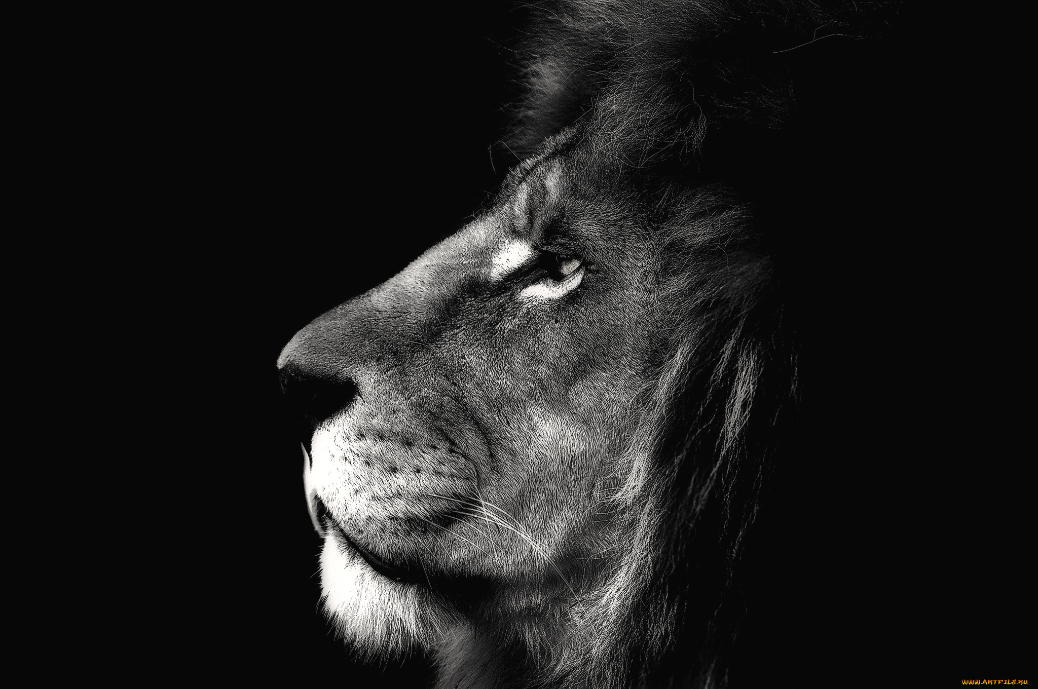 животные, львы, царь, профиль