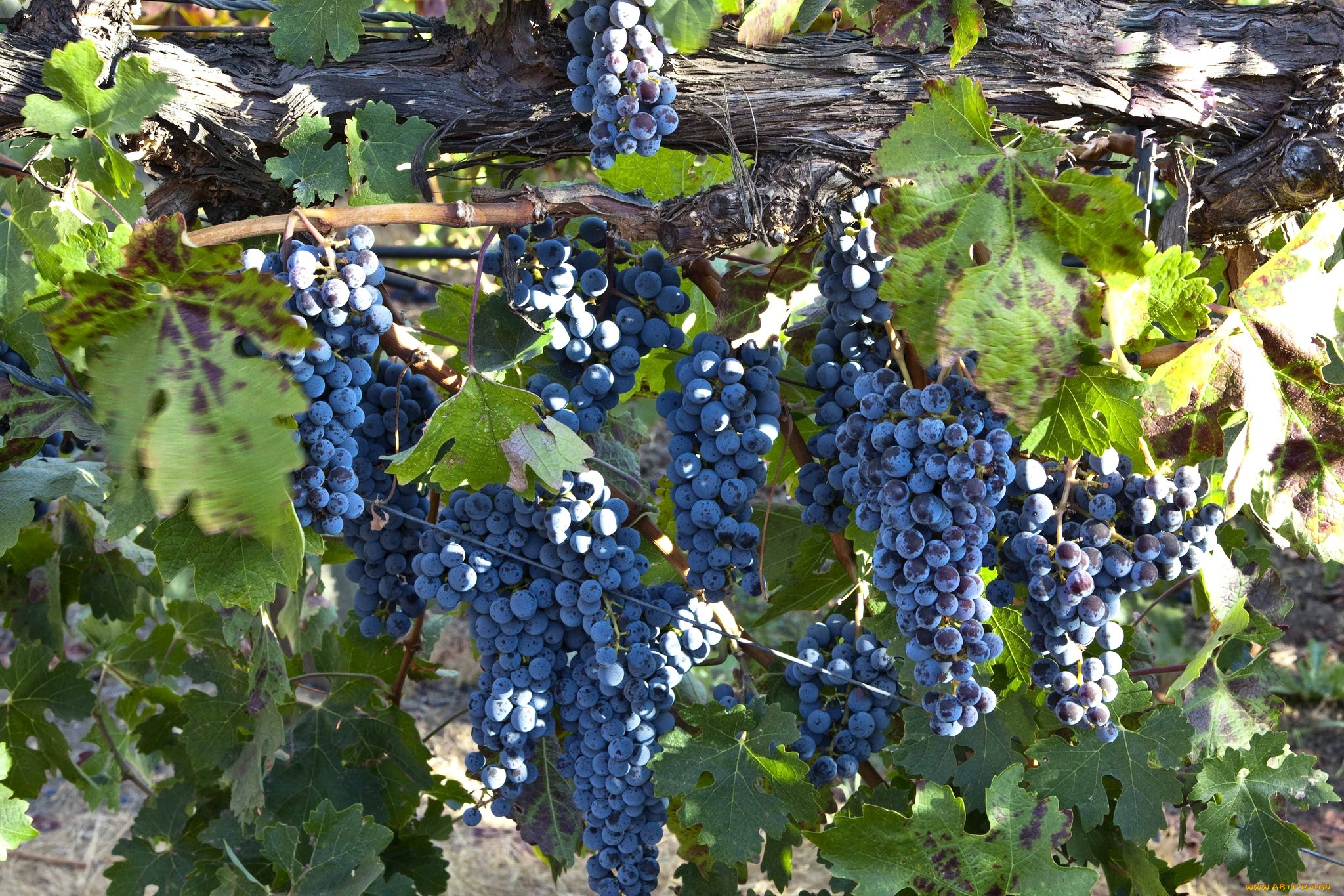 природа, Ягоды, виноград, лоза, синий