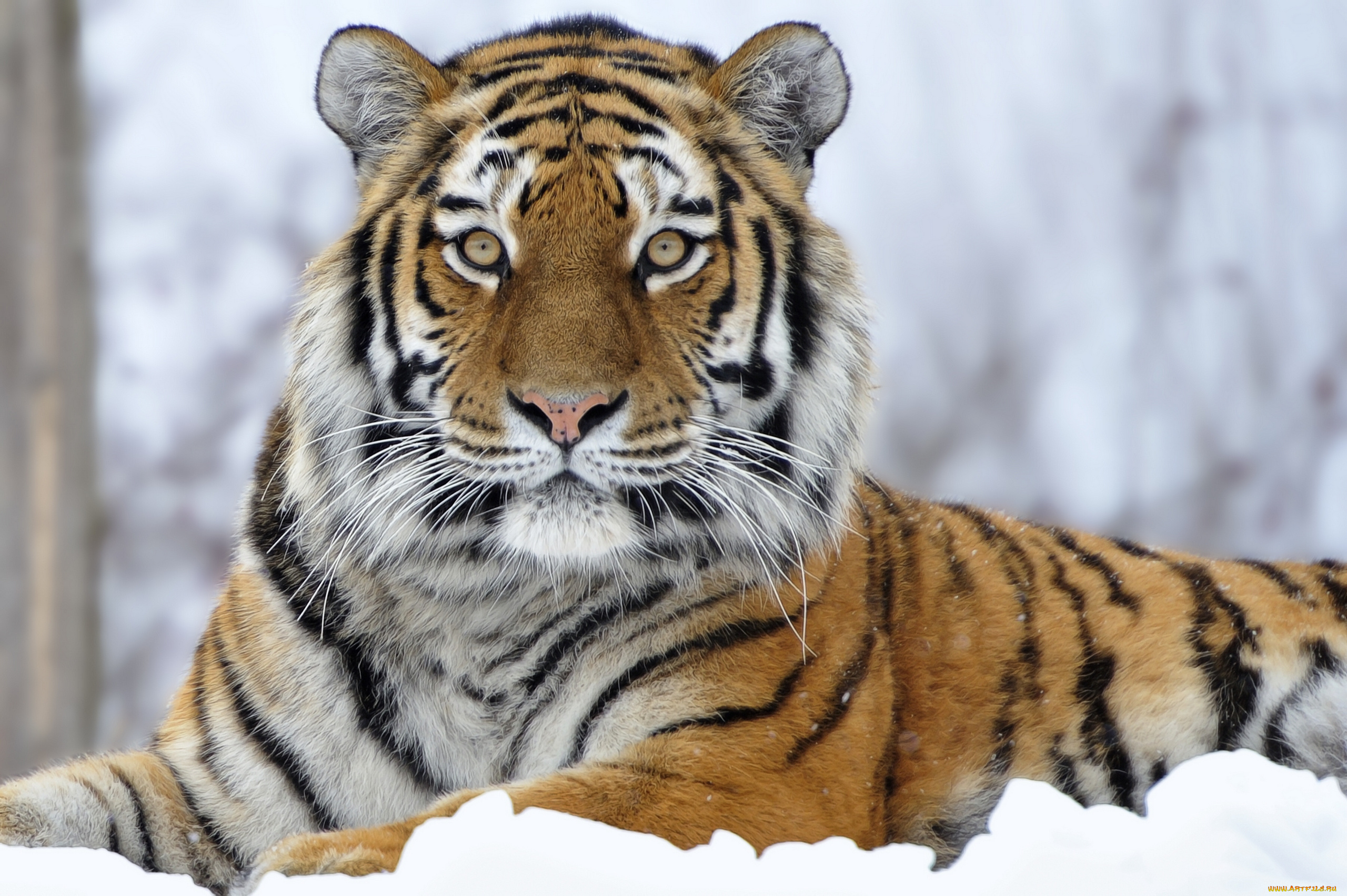 животные, тигры, снег, взгляд, хищник, кошка